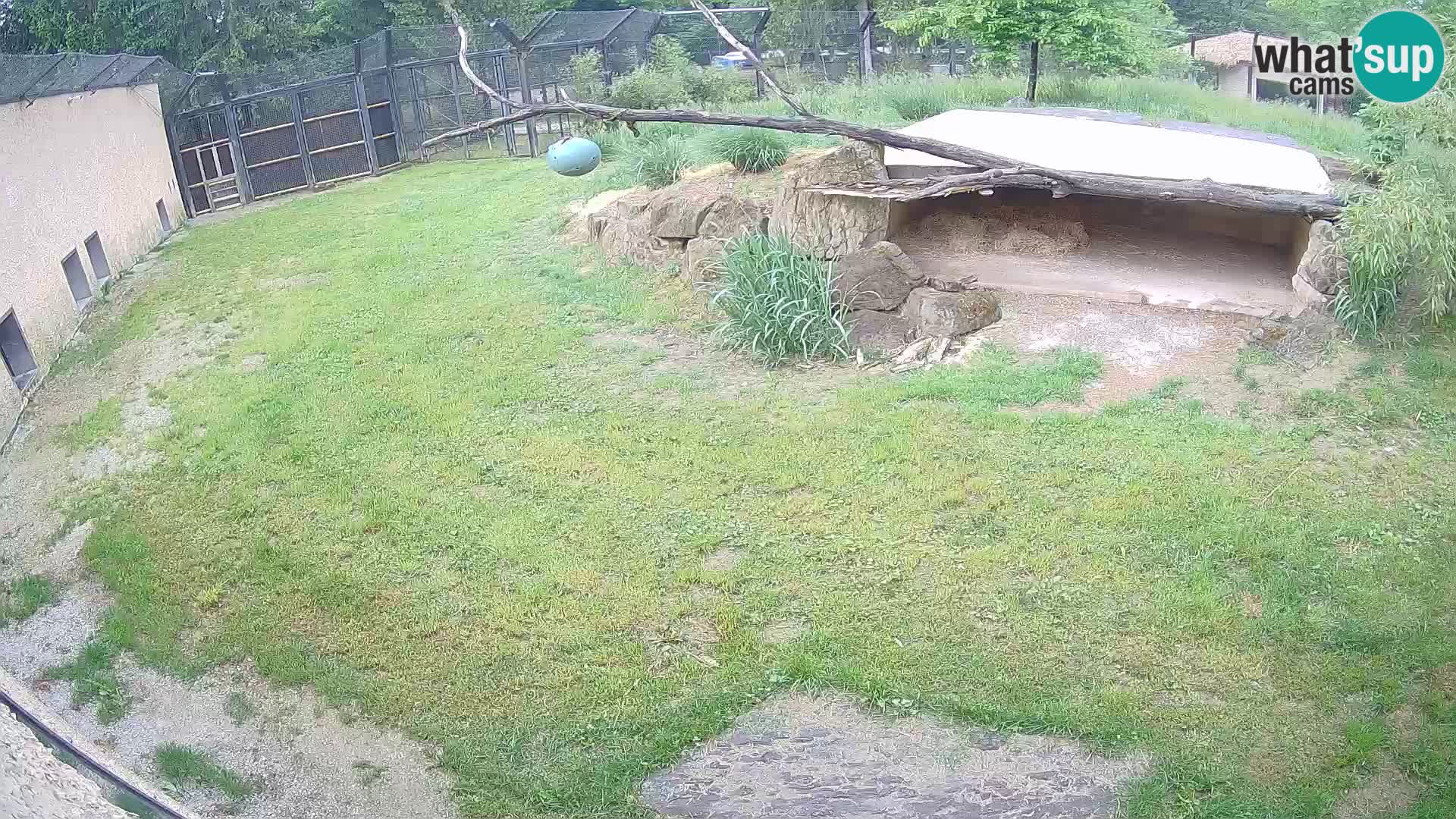 LION webcam en direct du zoo de Ljubljana – Slovénie