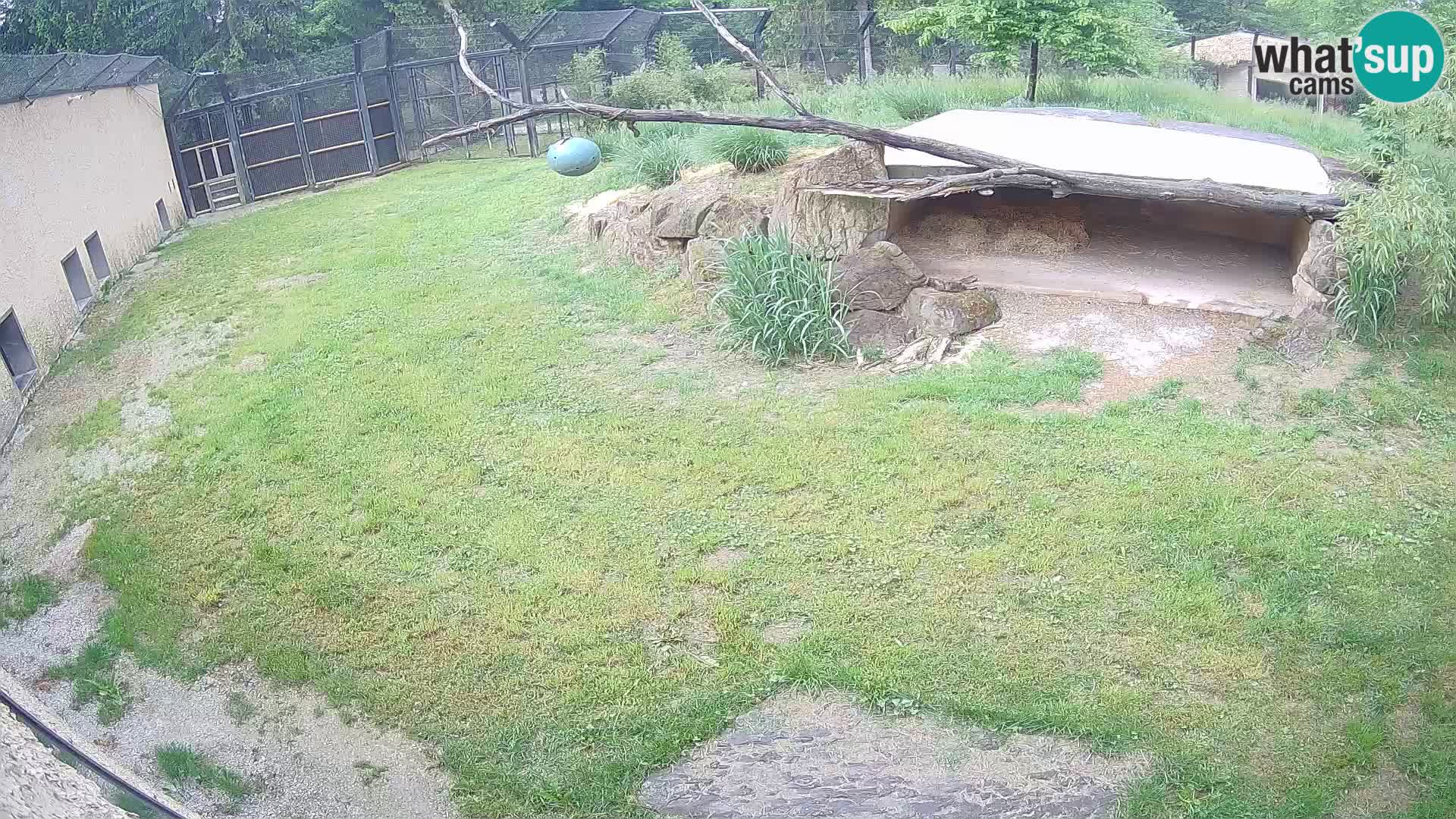 LION webcam en direct du zoo de Ljubljana – Slovénie