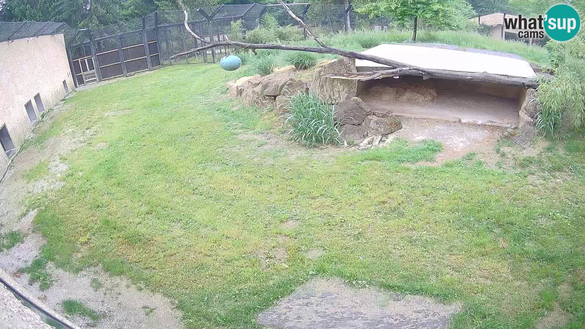 Löwe live Webcam im Zoo von Ljubljana – Slowenien
