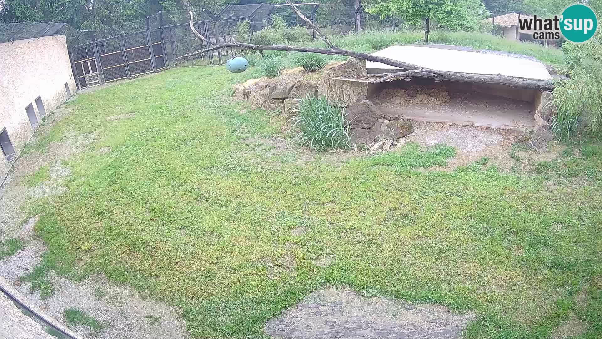 LEONE live Webcam nello zoo di Lubiana – Slovenia