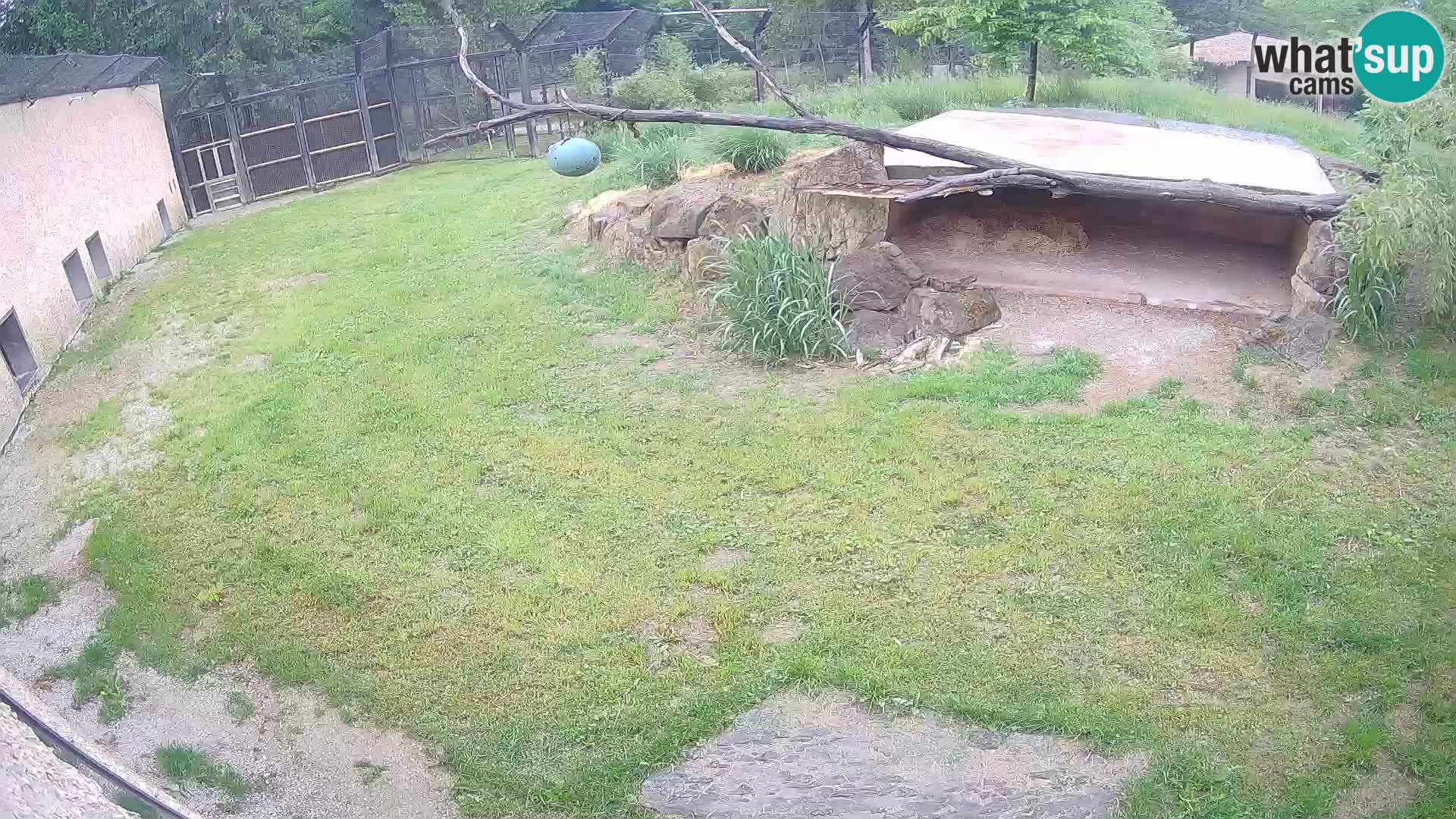 LEON Webcam en vivo en Ljubljana Zoo – Eslovenia