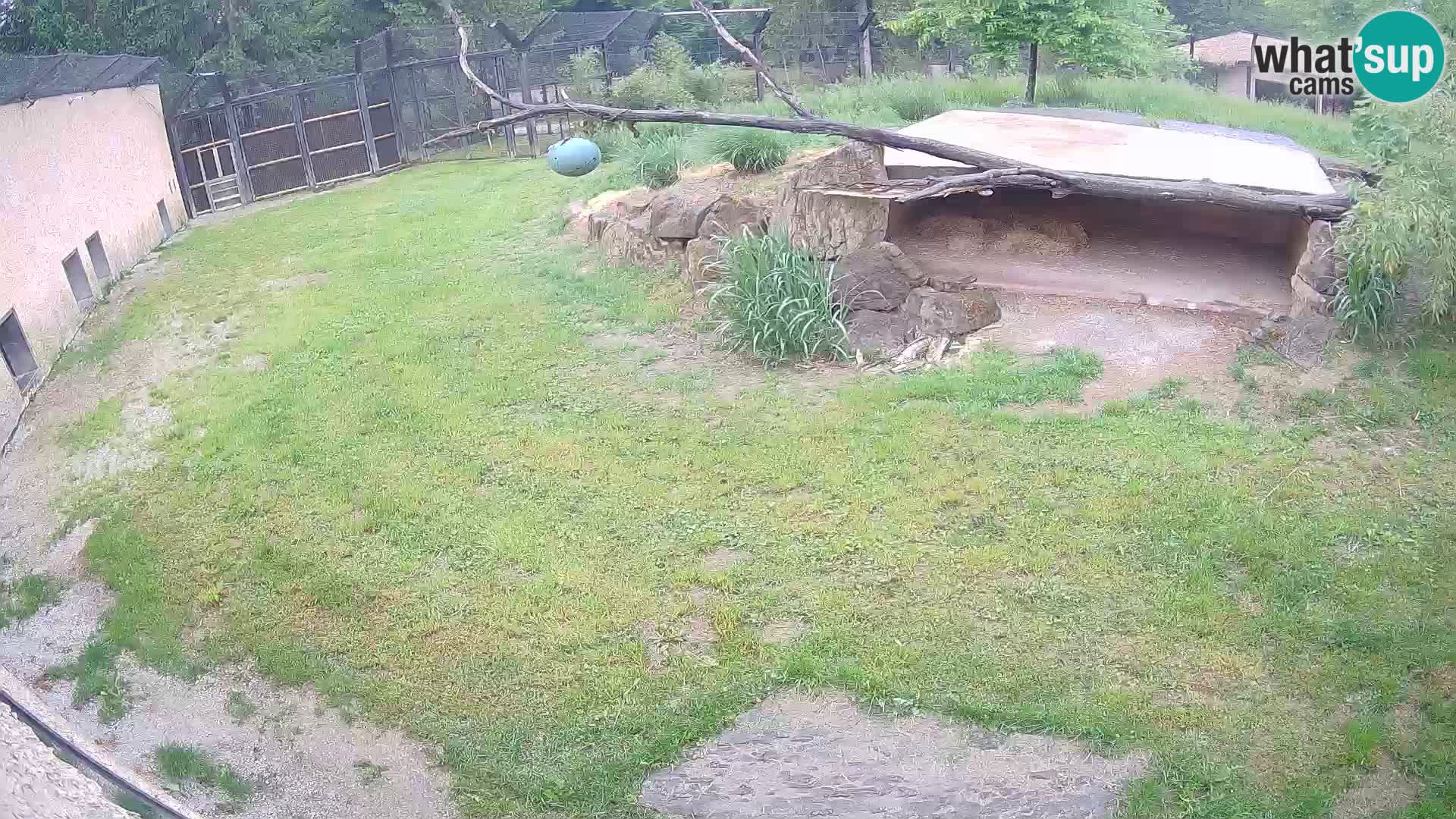 Löwe live Webcam im Zoo von Ljubljana – Slowenien