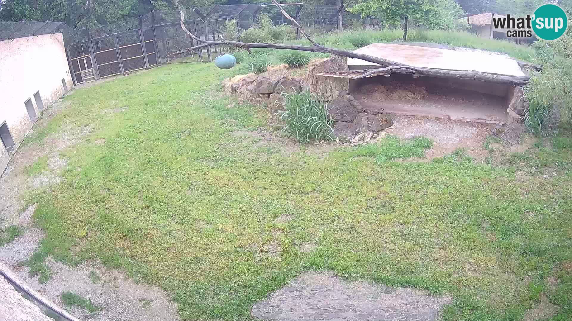 LION webcam en direct du zoo de Ljubljana – Slovénie