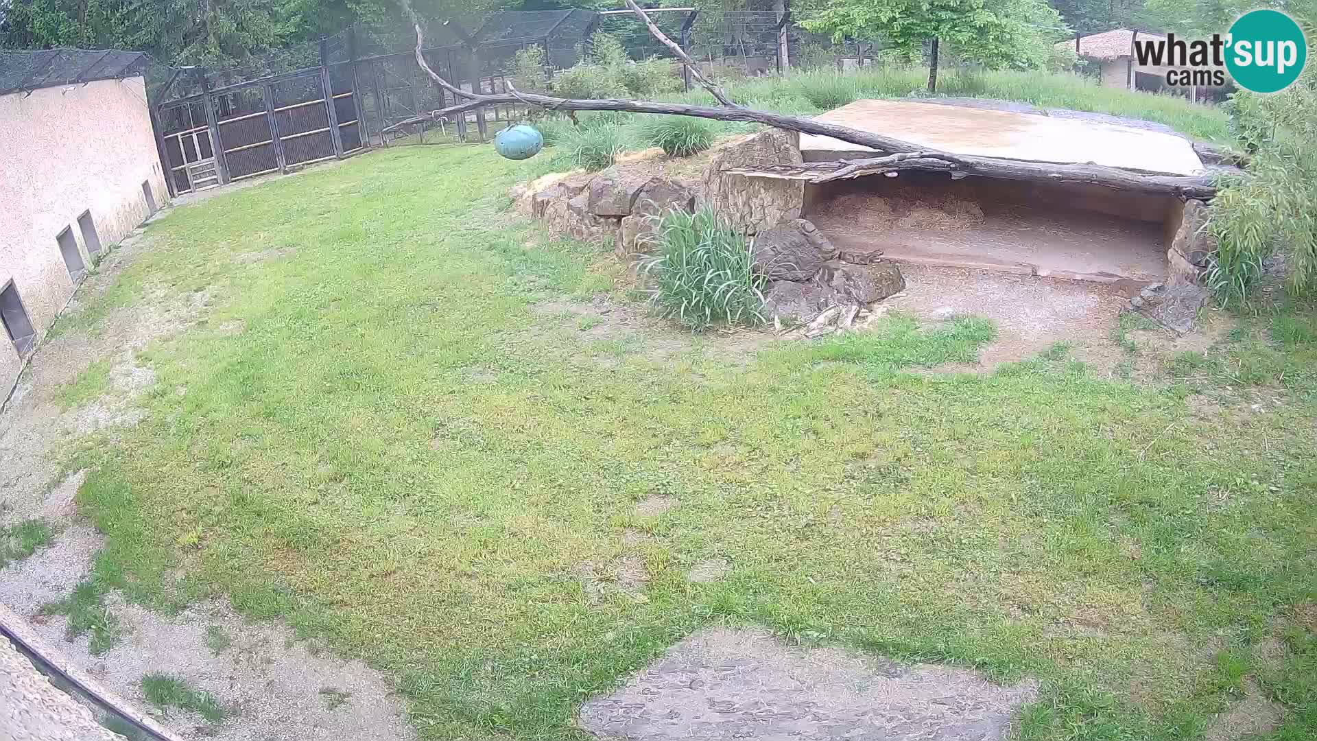 LEONE live Webcam nello zoo di Lubiana – Slovenia