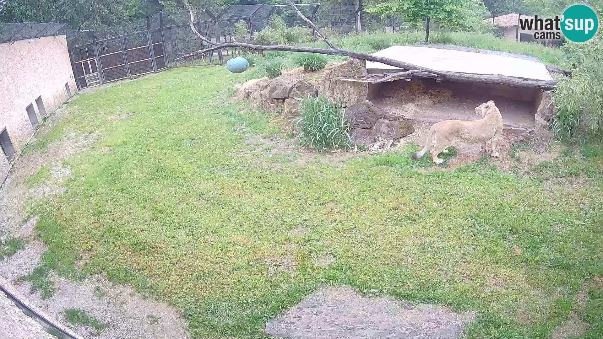 LION live Webcam in Ljubljana Zoo – Slovenia