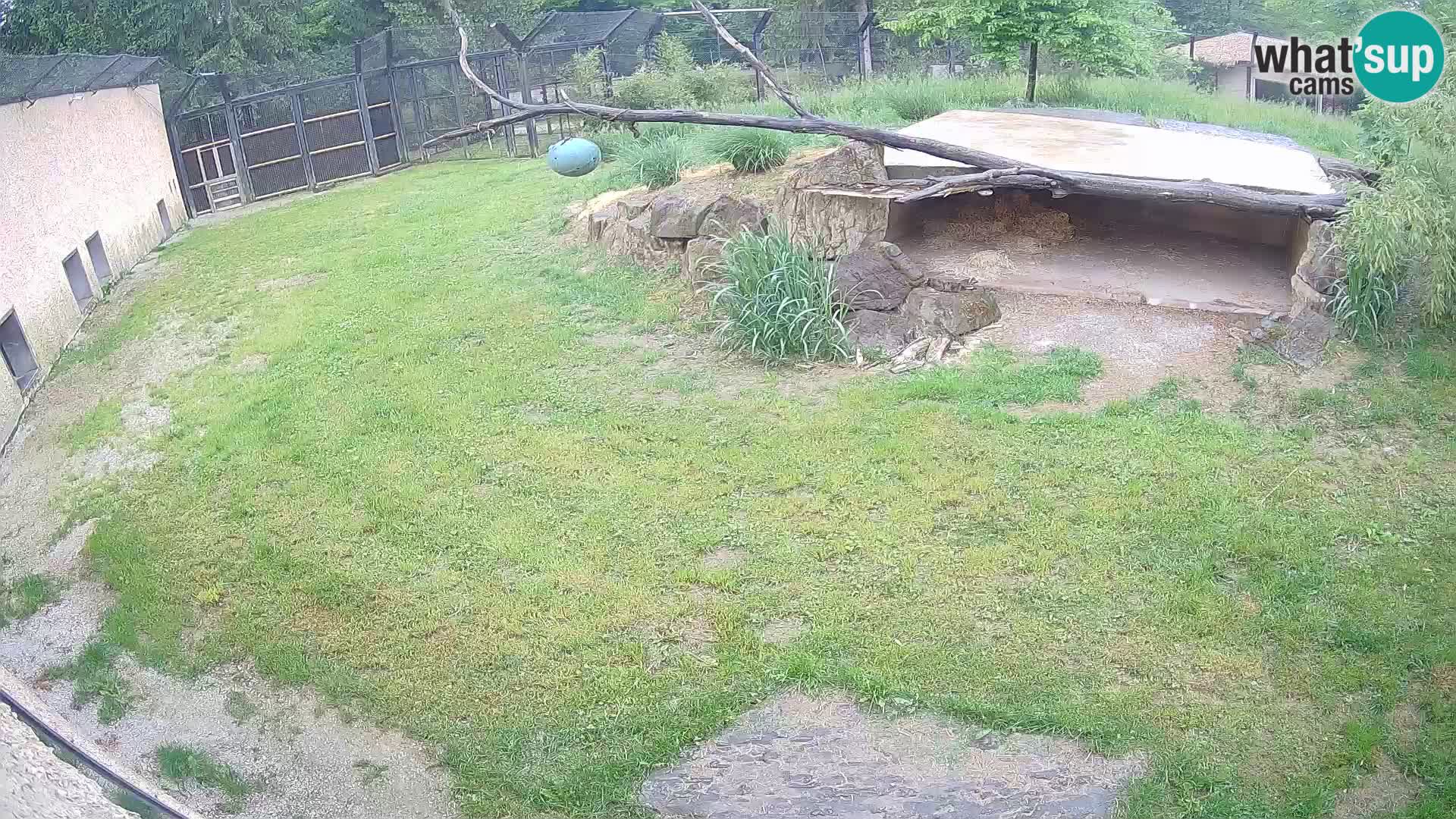 Löwe live Webcam im Zoo von Ljubljana – Slowenien