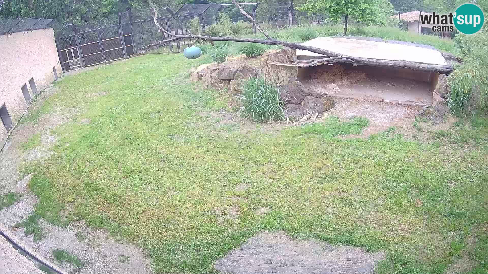 LEON Webcam en vivo en Ljubljana Zoo – Eslovenia