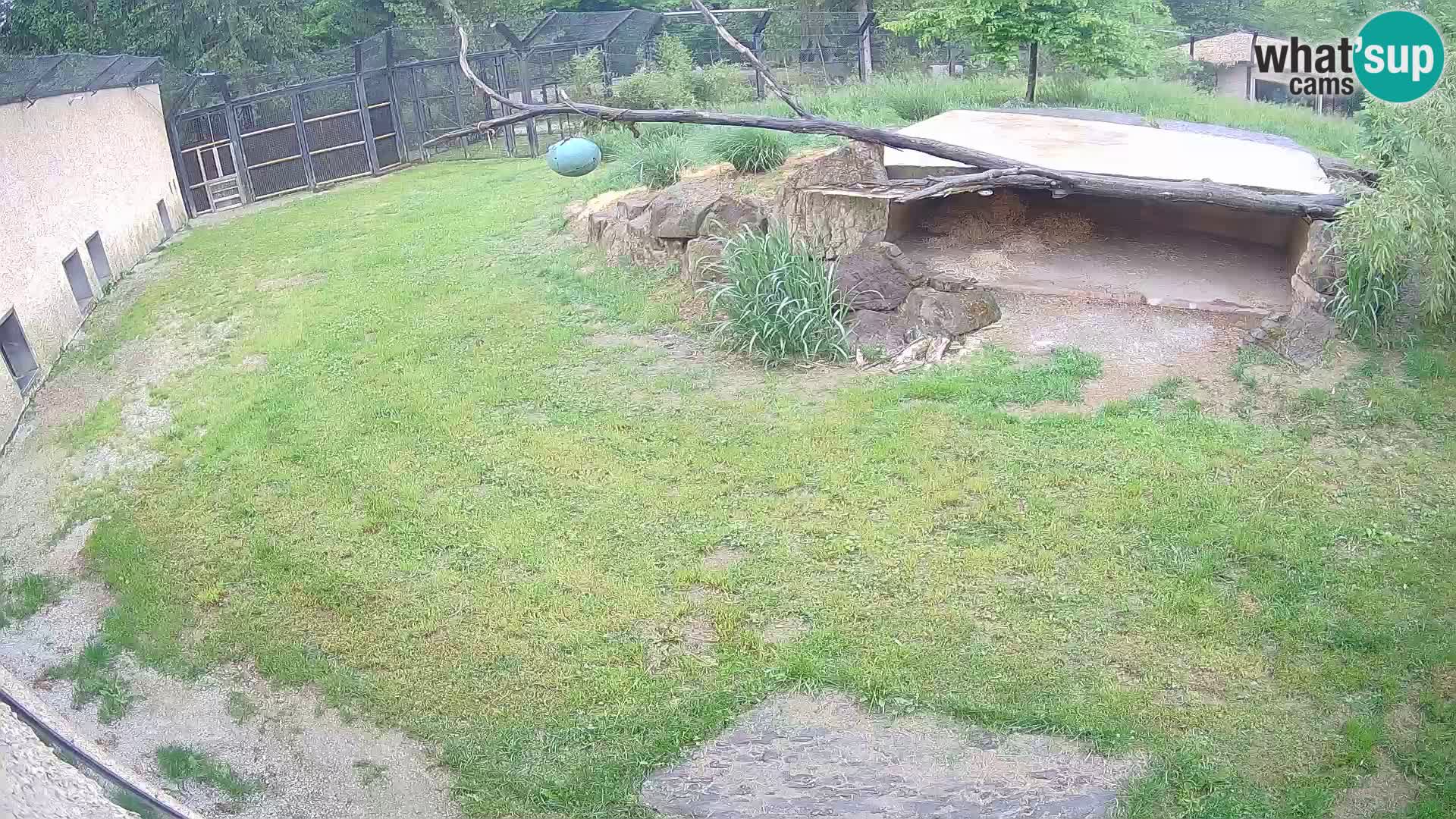 LEON Webcam en vivo en Ljubljana Zoo – Eslovenia