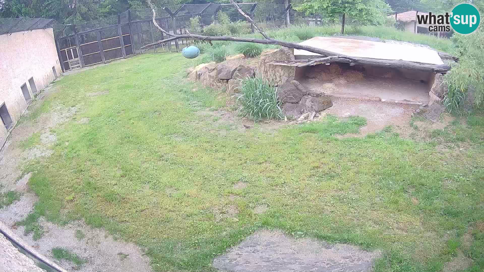 LION live Webcam in Ljubljana Zoo – Slovenia