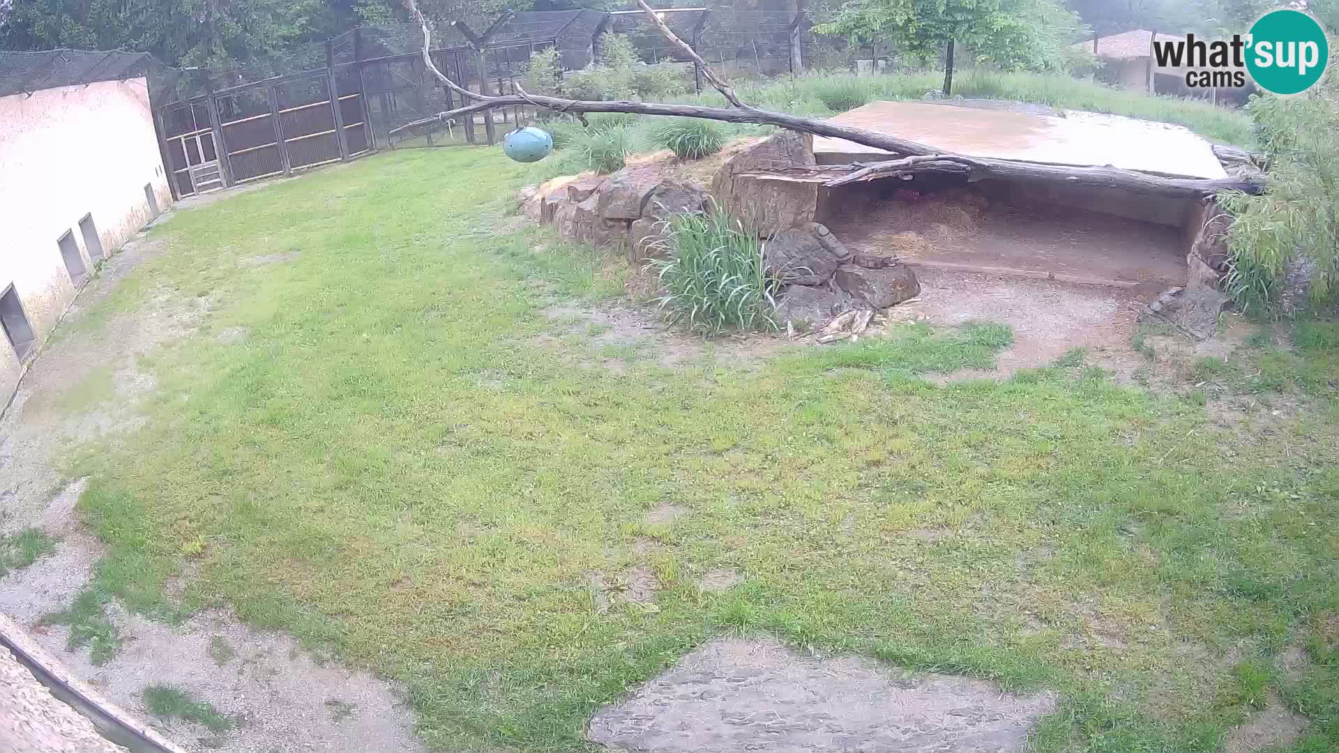 LEON Webcam en vivo en Ljubljana Zoo – Eslovenia