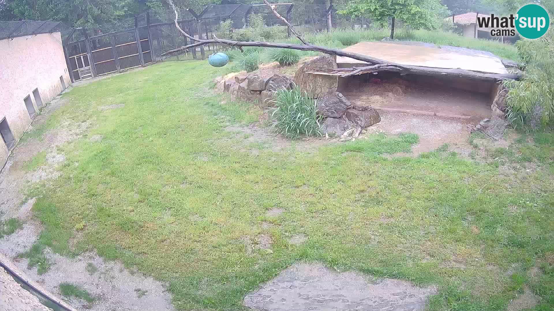 LEONE live Webcam nello zoo di Lubiana – Slovenia