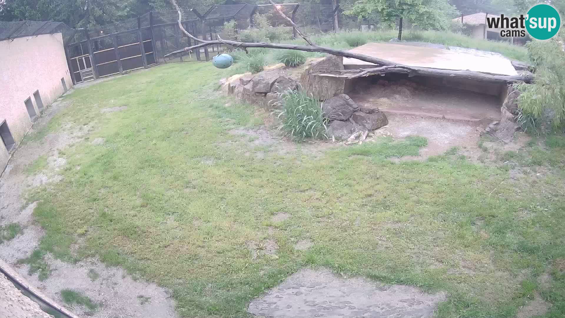 Löwe live Webcam im Zoo von Ljubljana – Slowenien