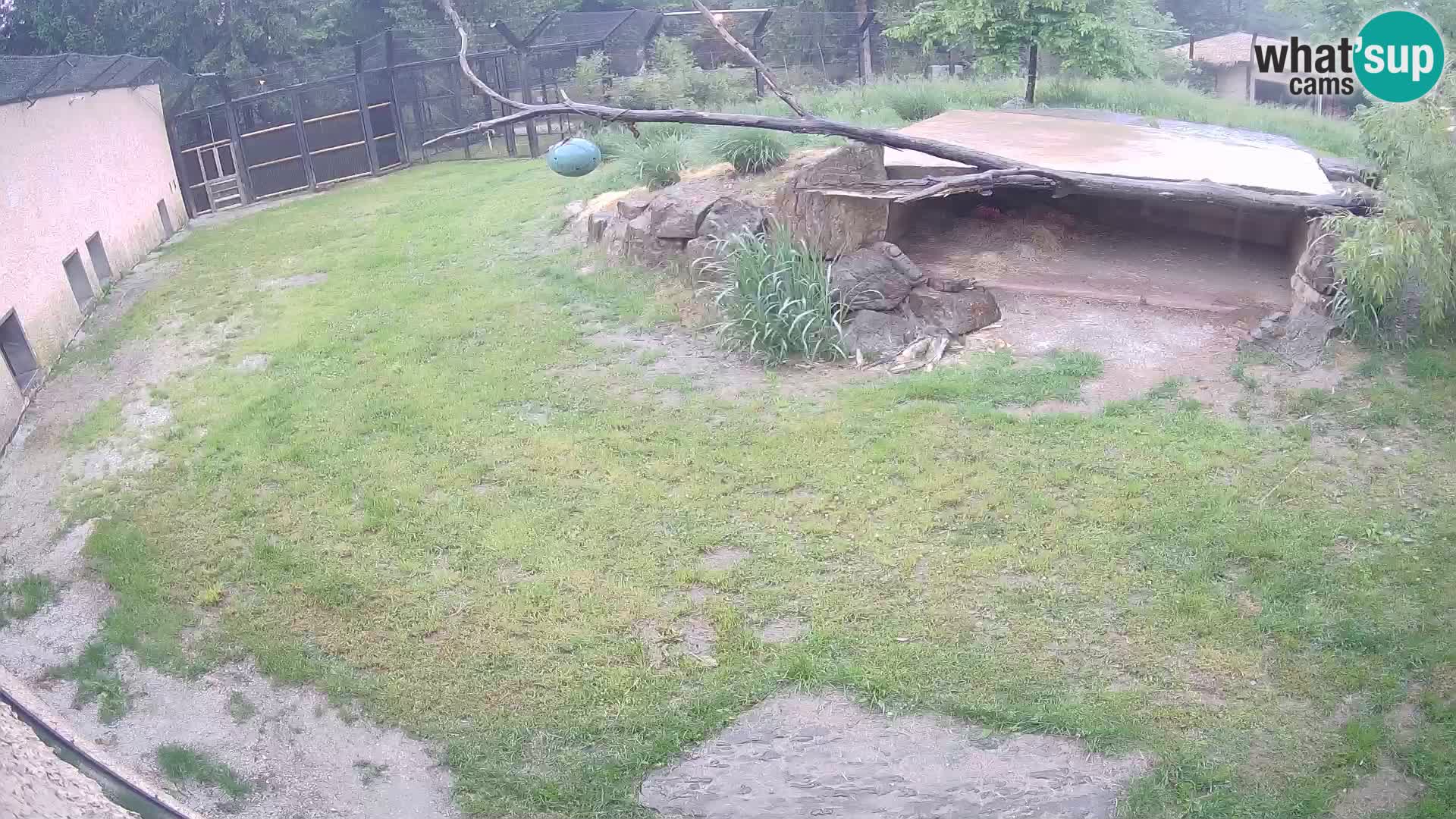 LION live Webcam in Ljubljana Zoo – Slovenia