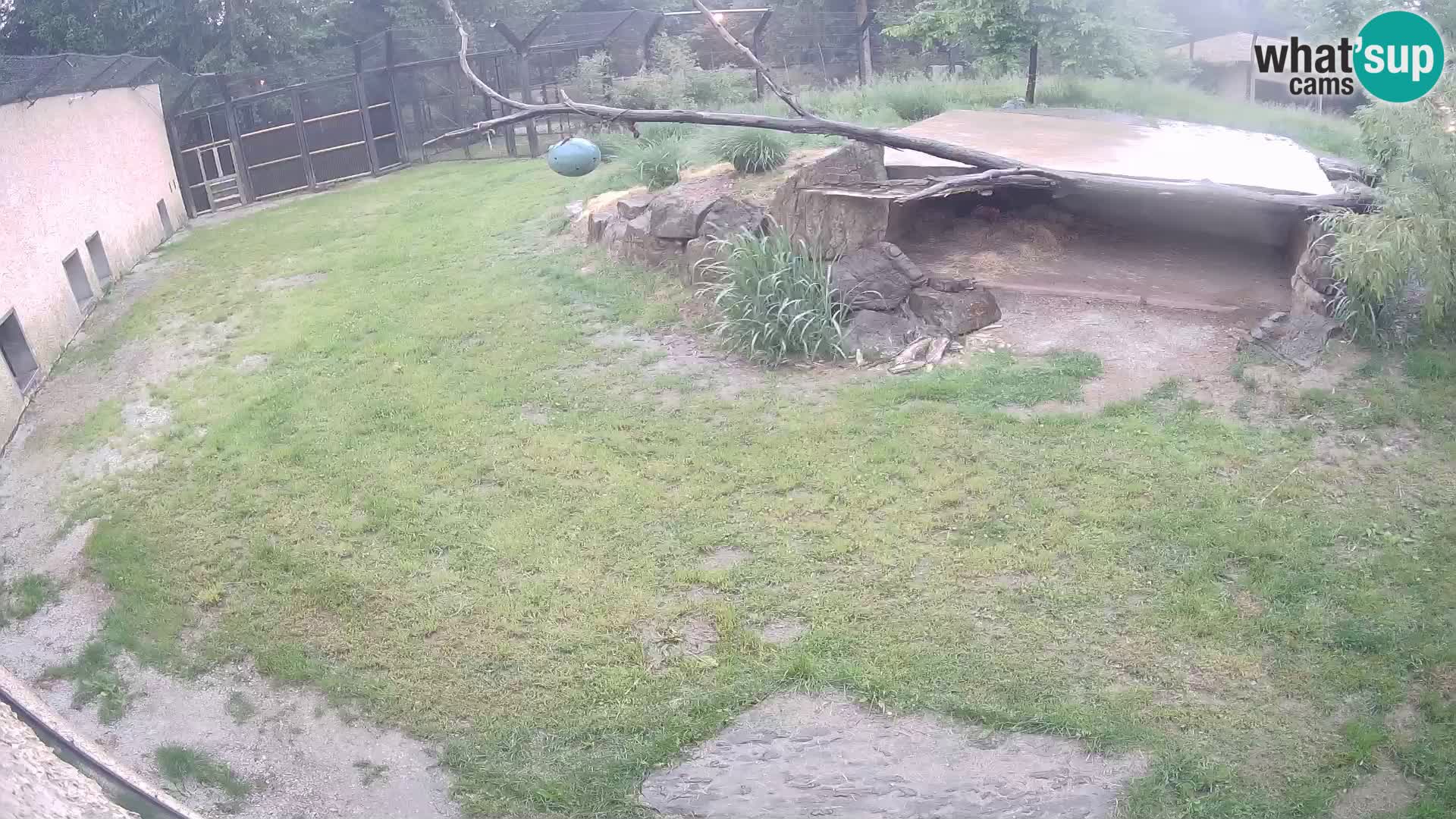 Löwe live Webcam im Zoo von Ljubljana – Slowenien