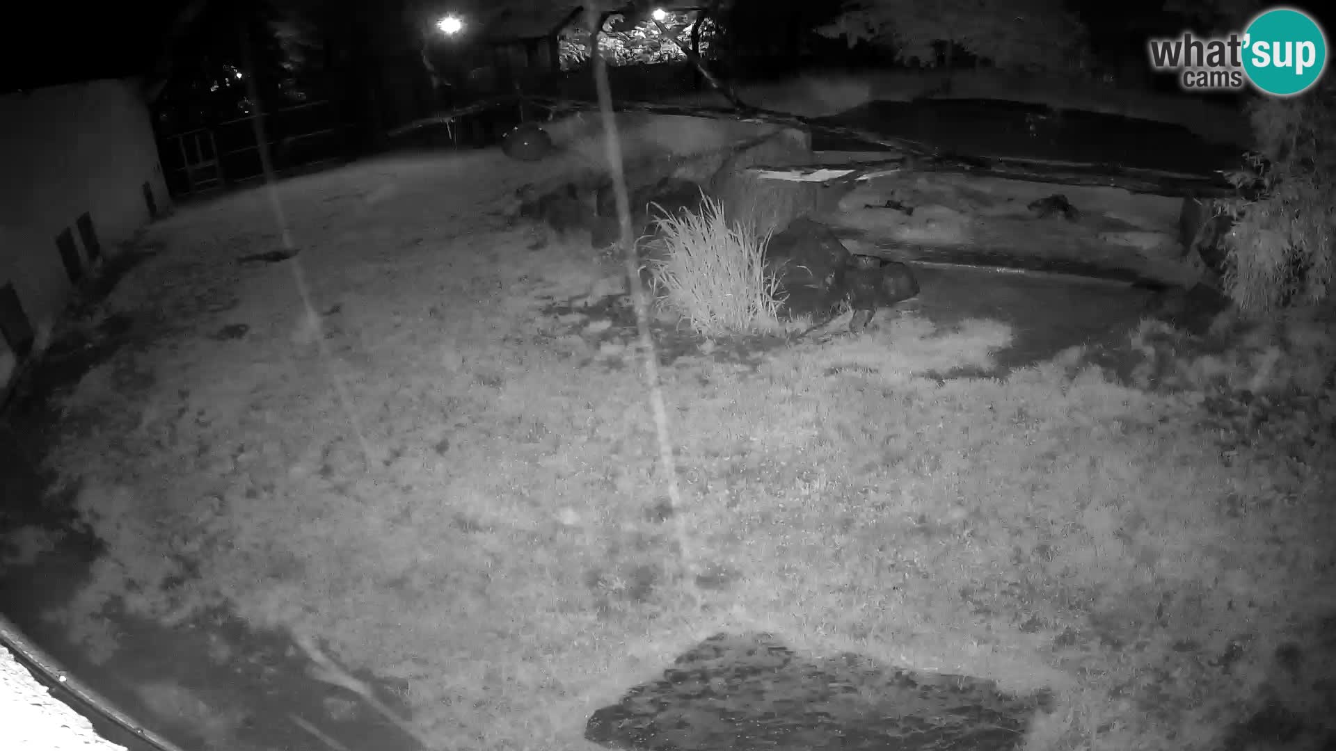 LEON Webcam en vivo en Ljubljana Zoo – Eslovenia