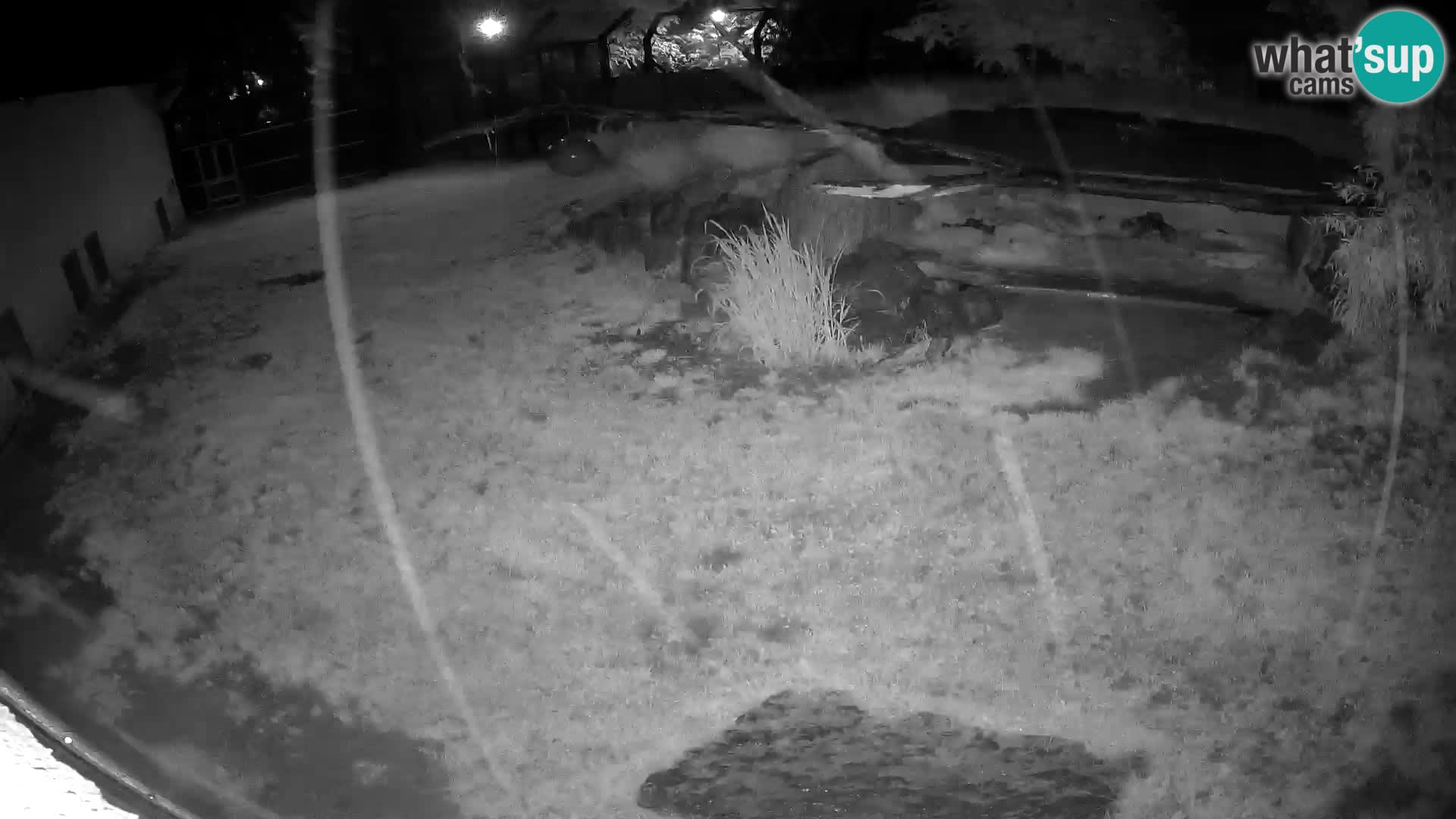 LEONE live Webcam nello zoo di Lubiana – Slovenia
