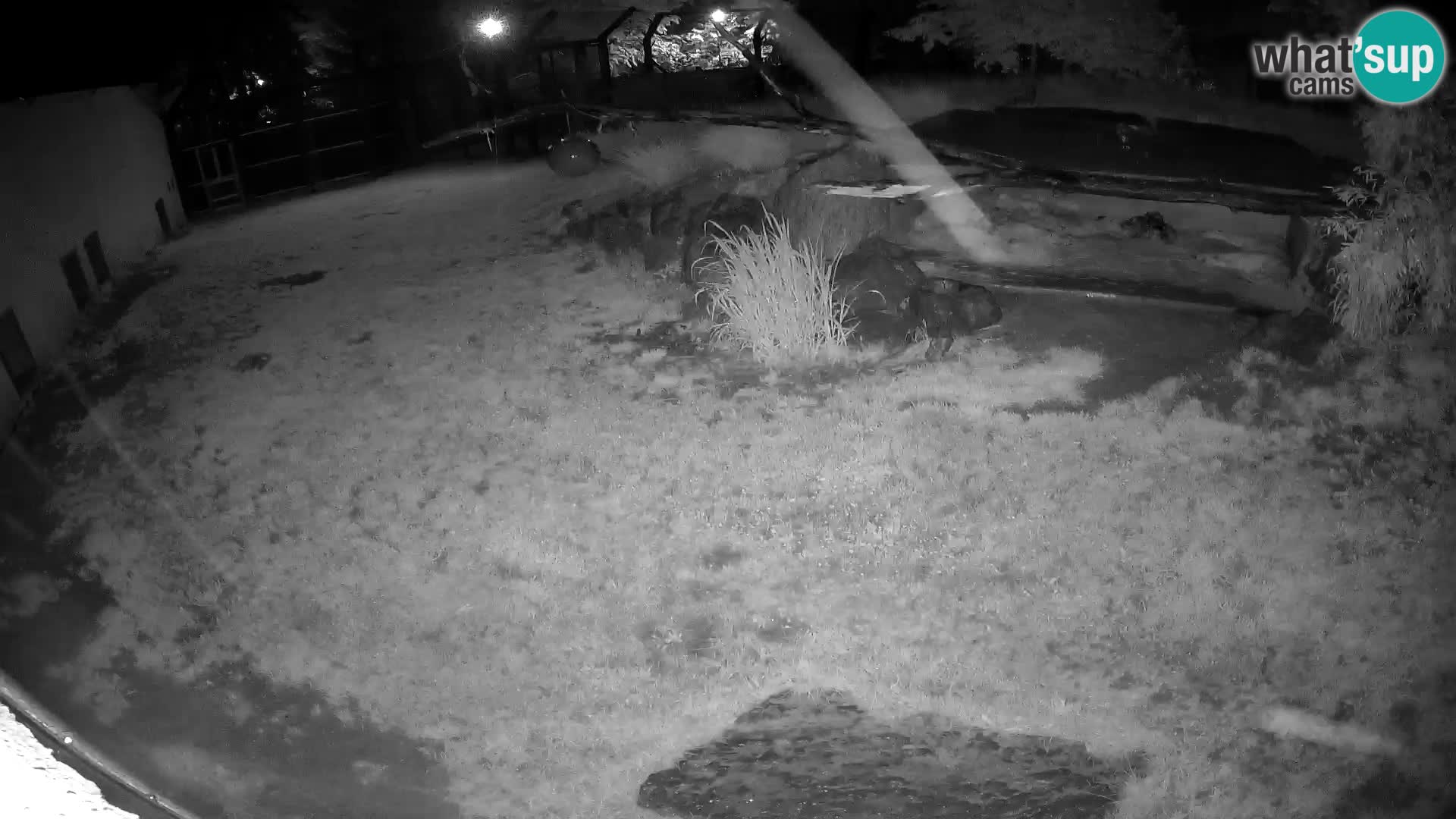 Löwe live Webcam im Zoo von Ljubljana – Slowenien