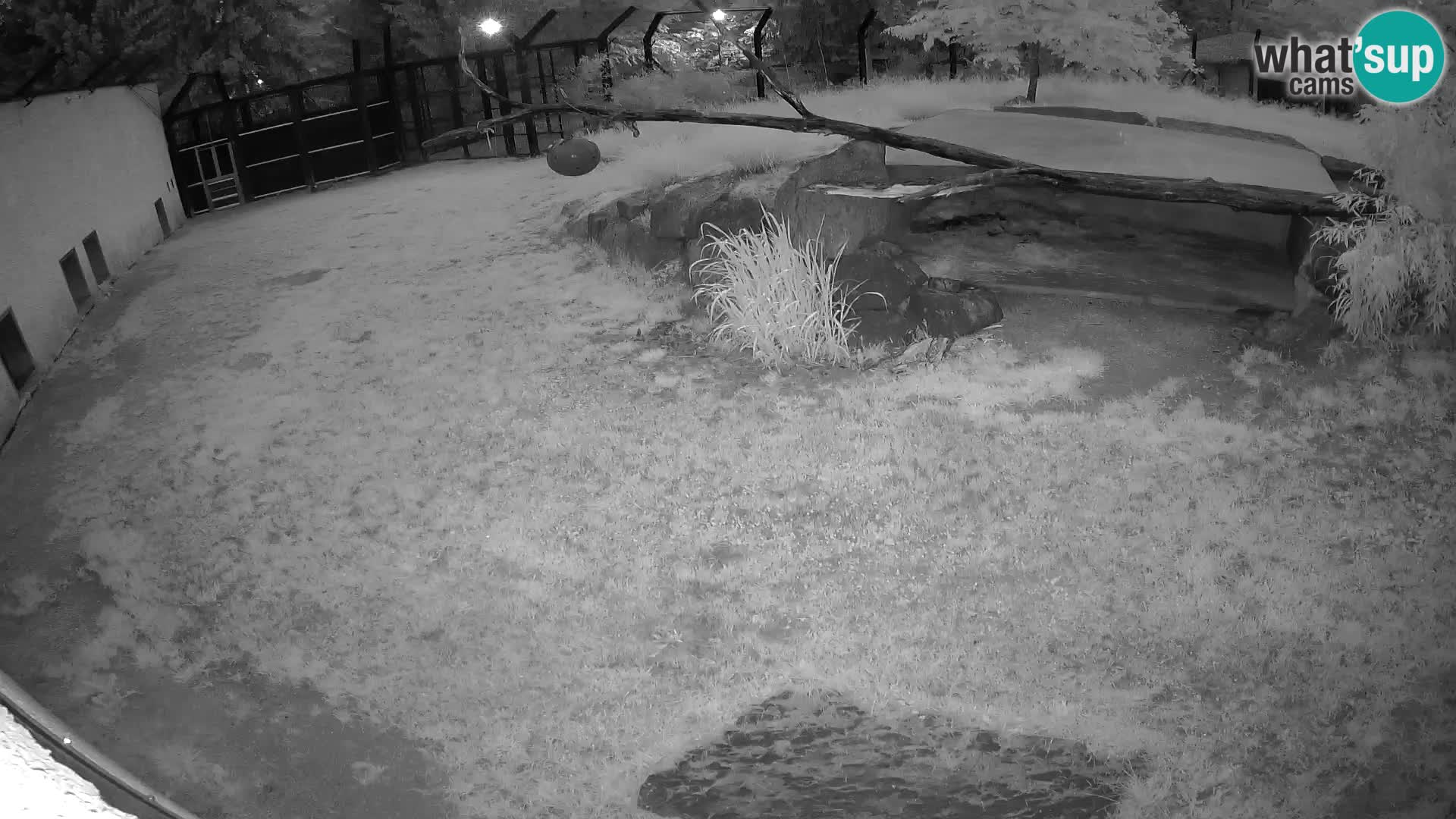 Löwe live Webcam im Zoo von Ljubljana – Slowenien