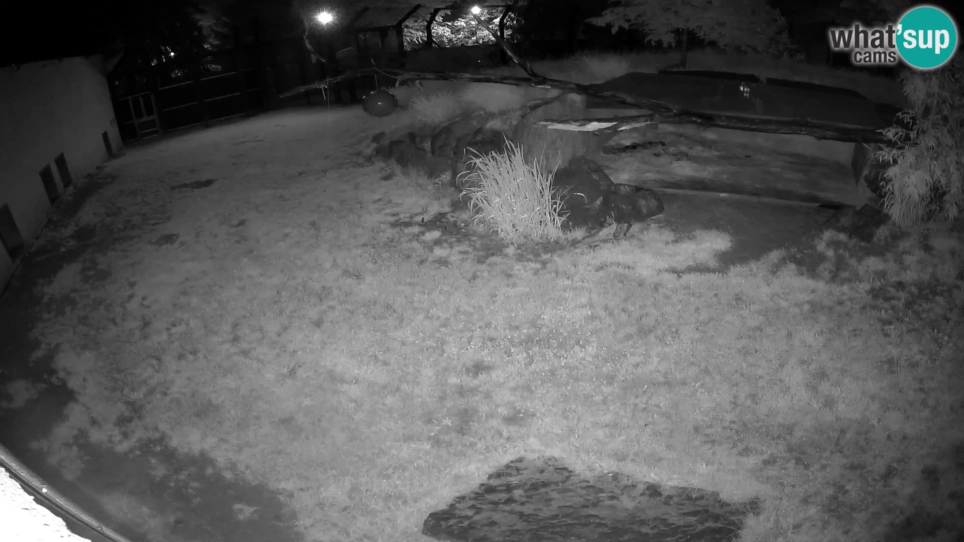 LION live Webcam in Ljubljana Zoo – Slovenia