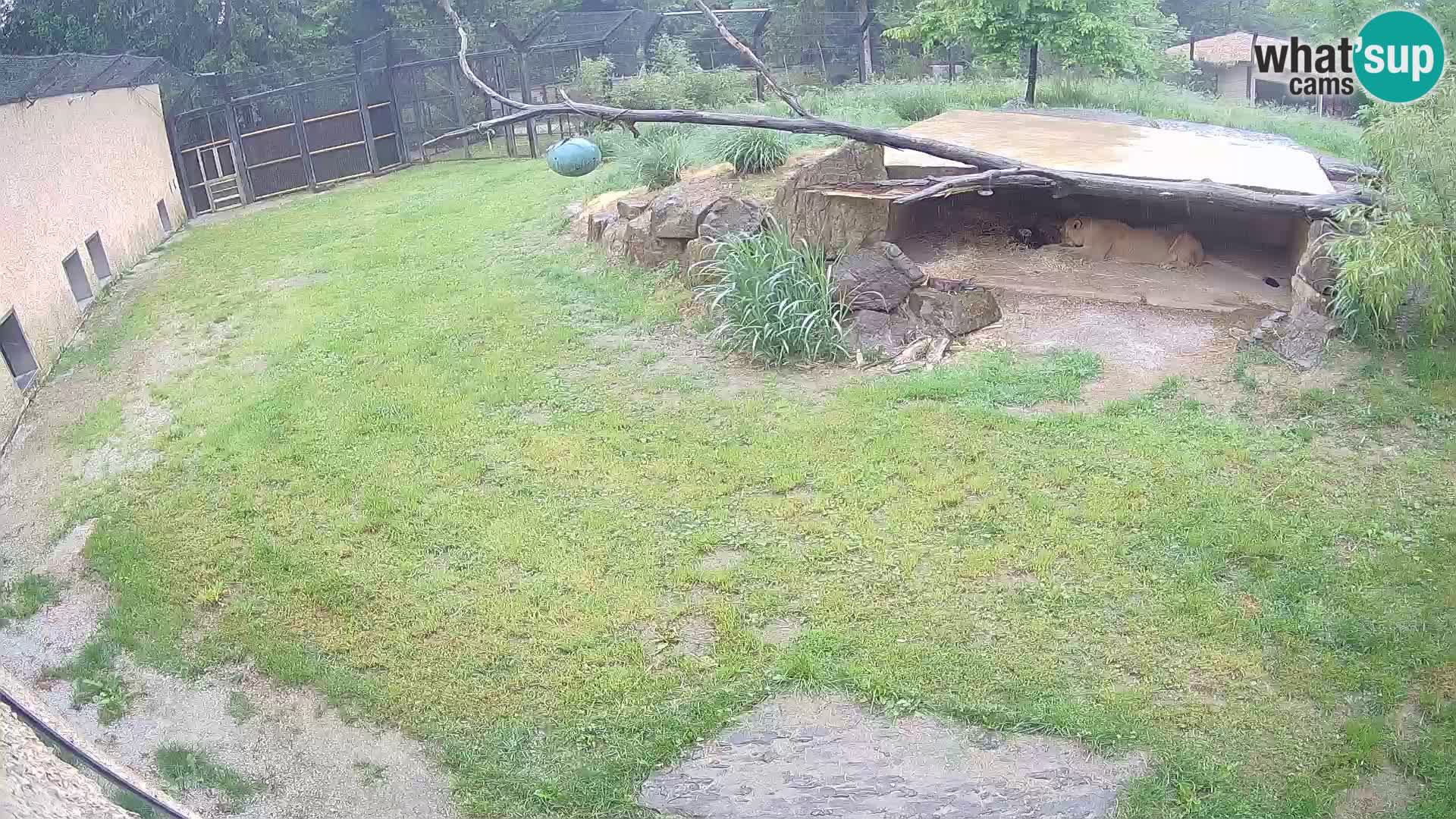 LEVI spletna kamera v živalskem vrtu Ljubljana Zoo