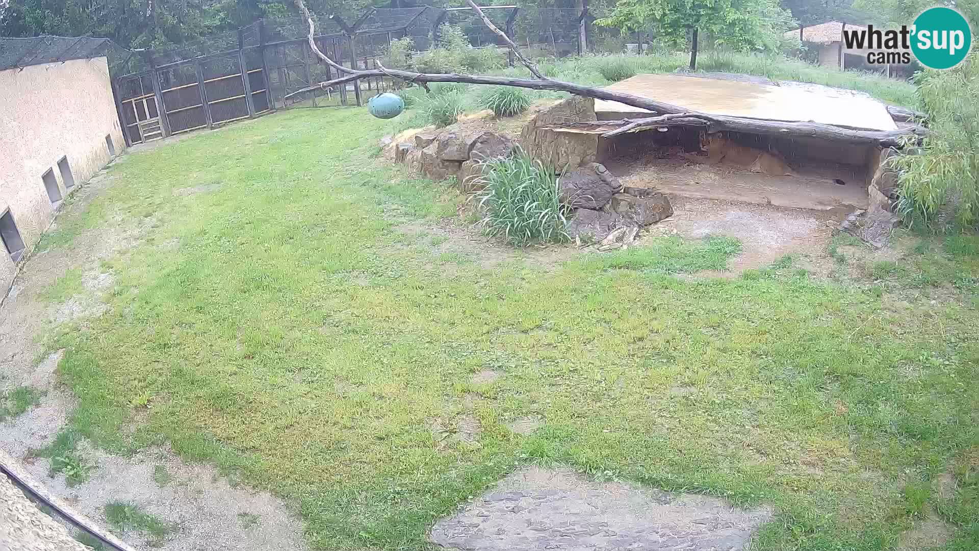 LEON Webcam en vivo en Ljubljana Zoo – Eslovenia