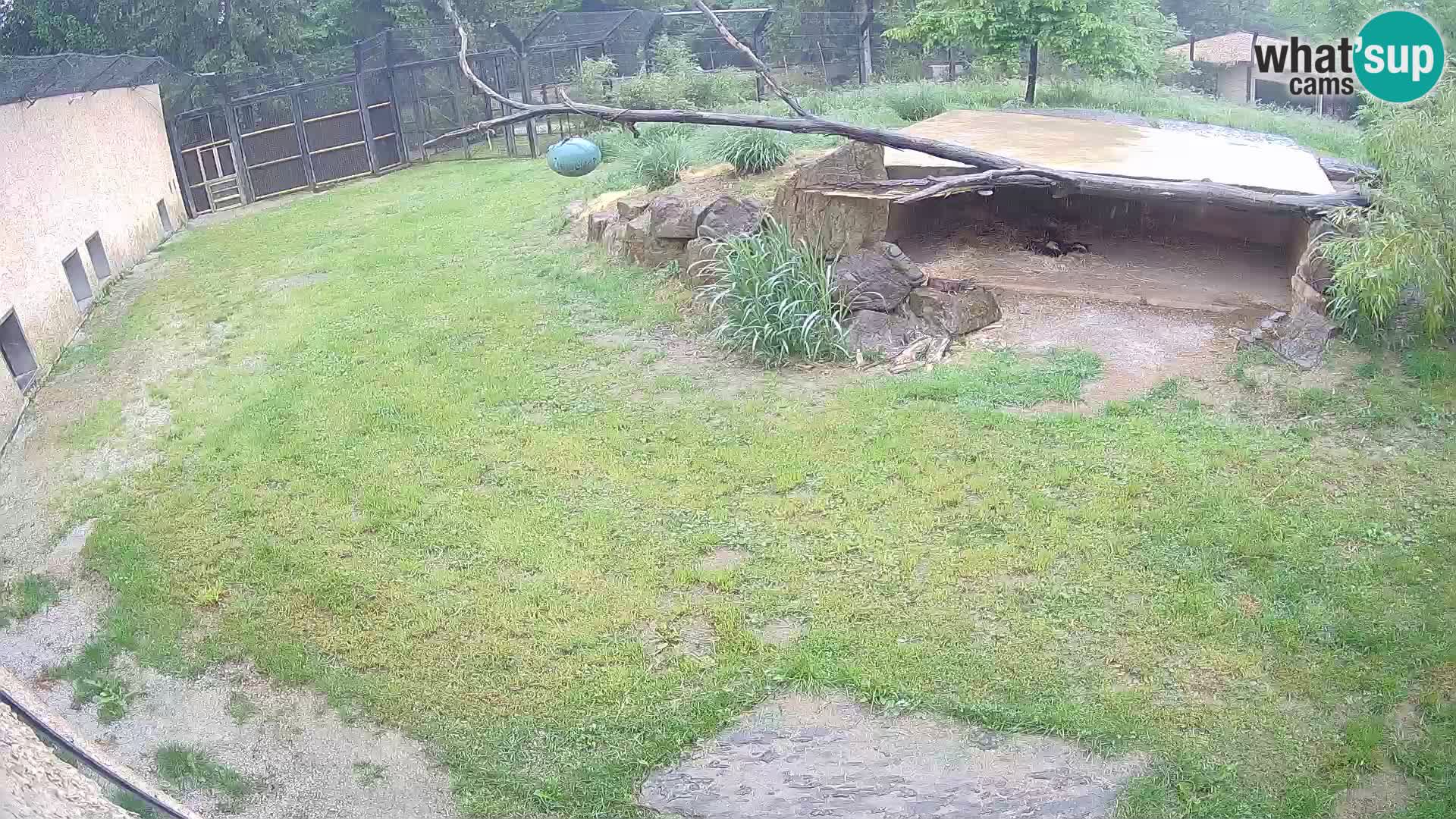 LION live Webcam in Ljubljana Zoo – Slovenia