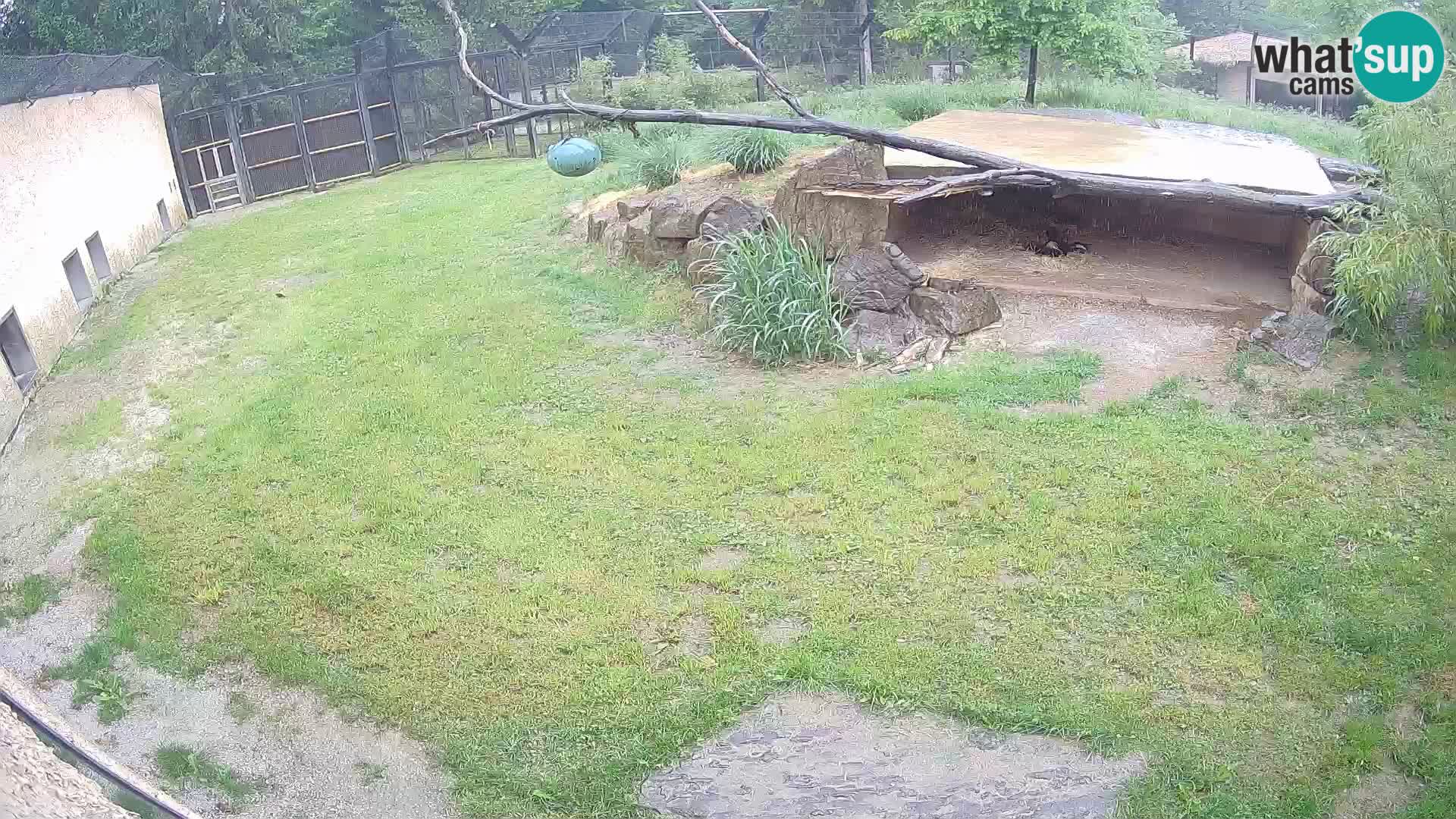 LION webcam en direct du zoo de Ljubljana – Slovénie