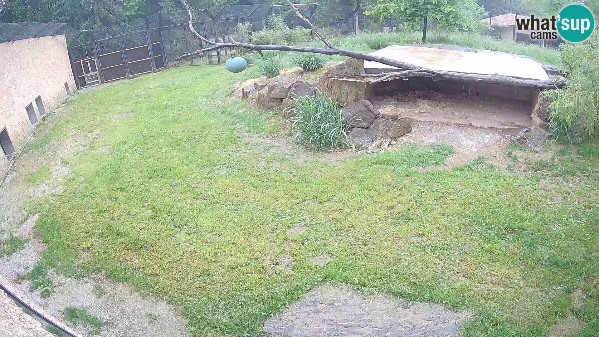 LEONE live Webcam nello zoo di Lubiana – Slovenia