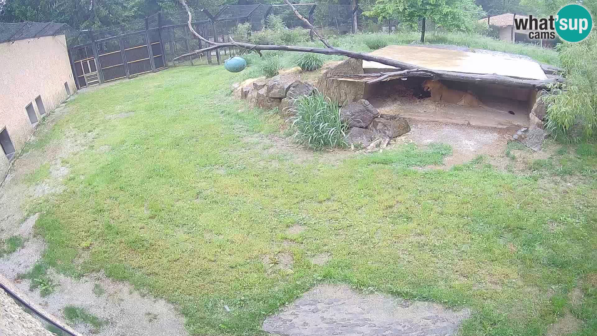 LION live Webcam in Ljubljana Zoo – Slovenia