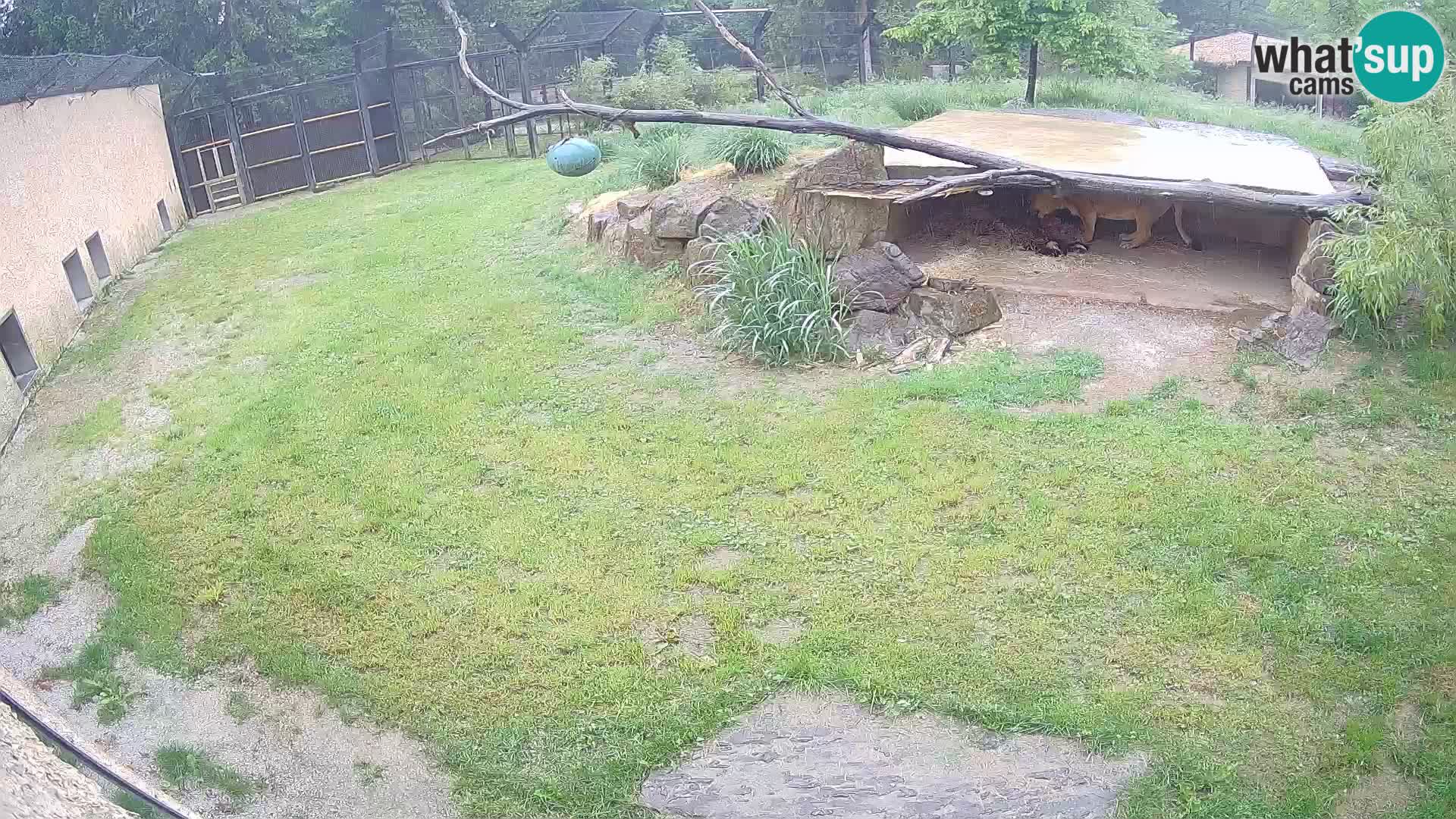 LION webcam en direct du zoo de Ljubljana – Slovénie
