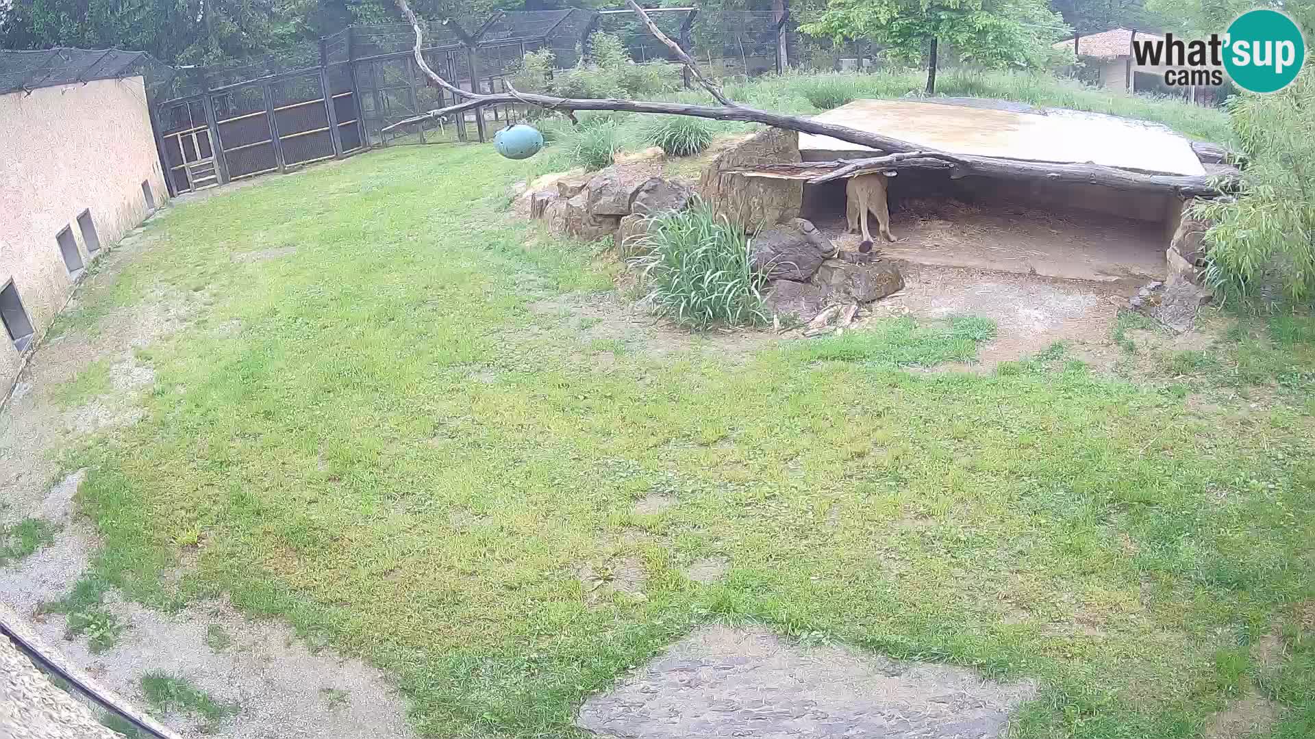 Lavovi web kamera uživo u ljubljanskom zoološkom vrtu – Slovenija