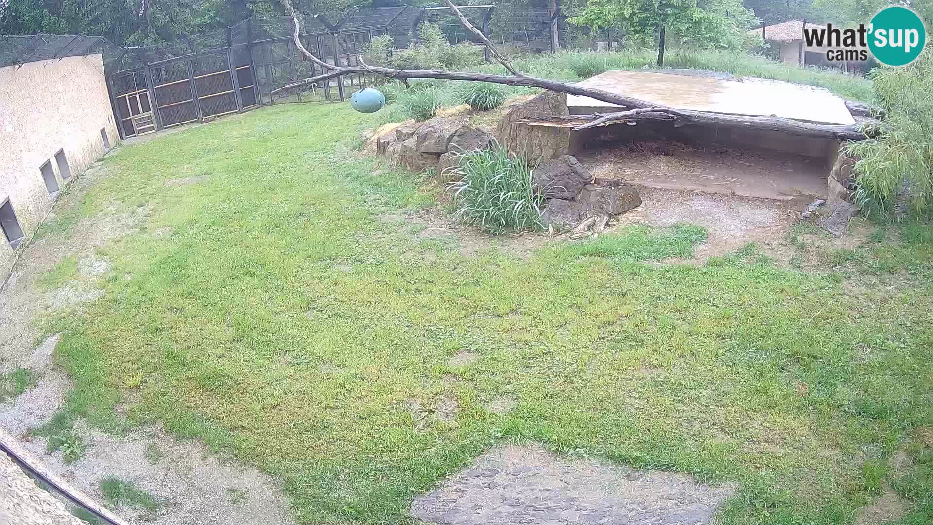 LEONE live Webcam nello zoo di Lubiana – Slovenia