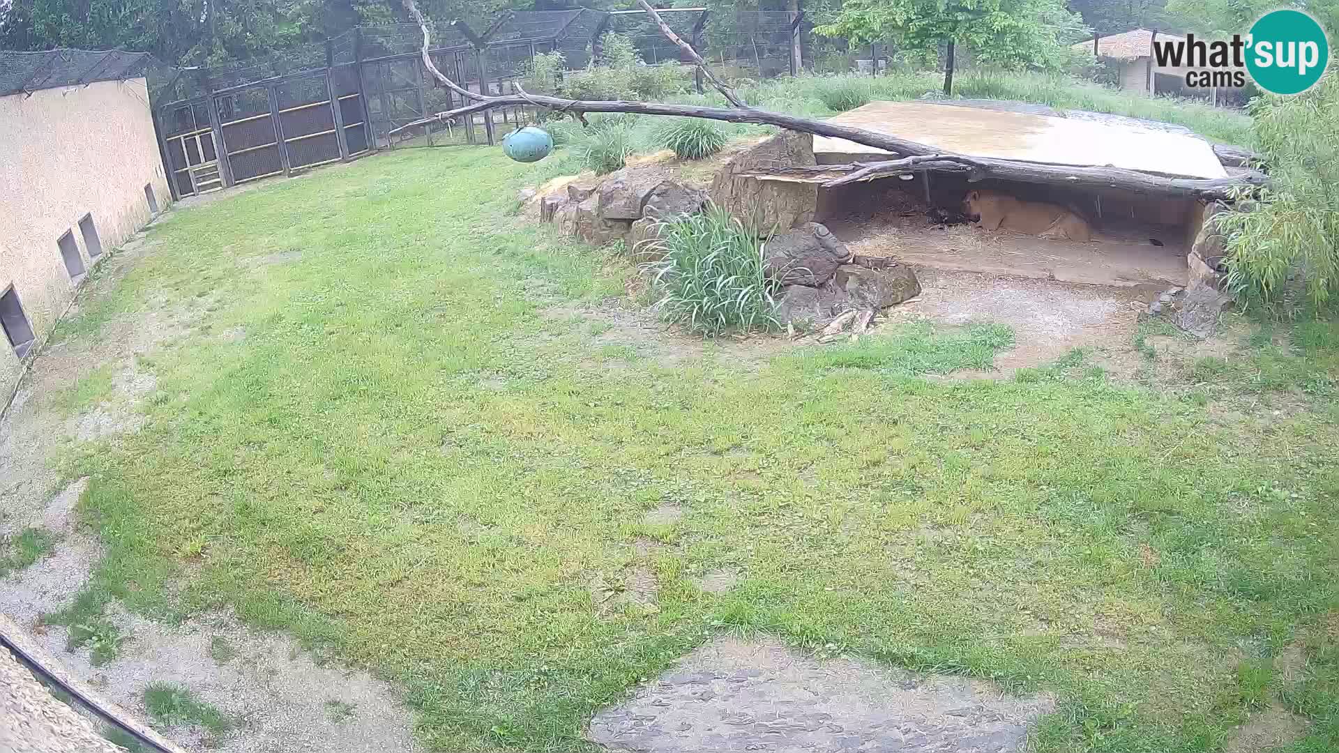Löwe live Webcam im Zoo von Ljubljana – Slowenien