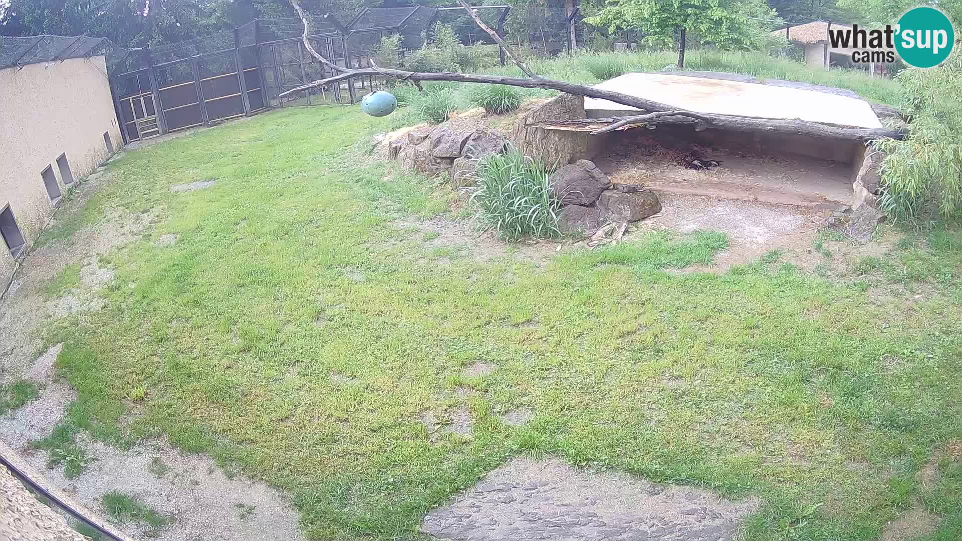 LION webcam en direct du zoo de Ljubljana – Slovénie