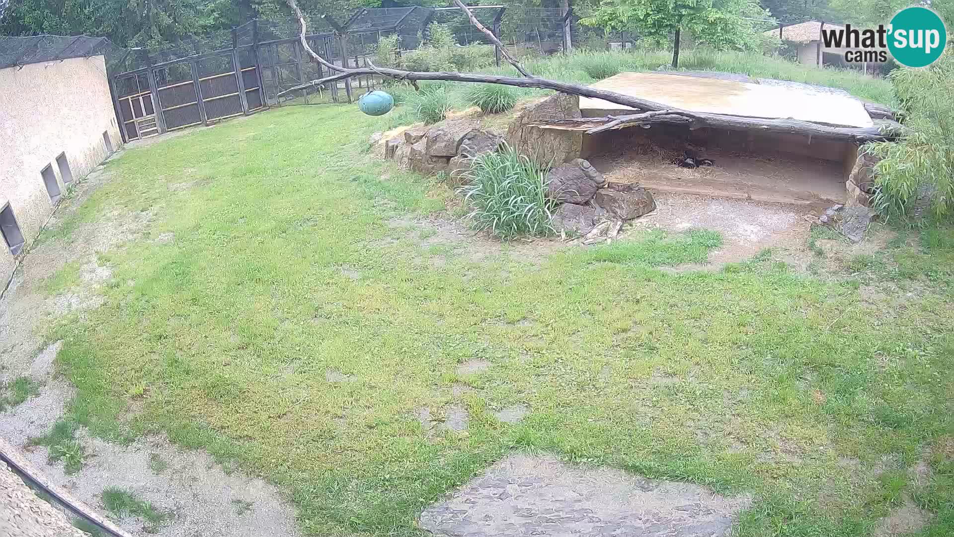 Löwe live Webcam im Zoo von Ljubljana – Slowenien