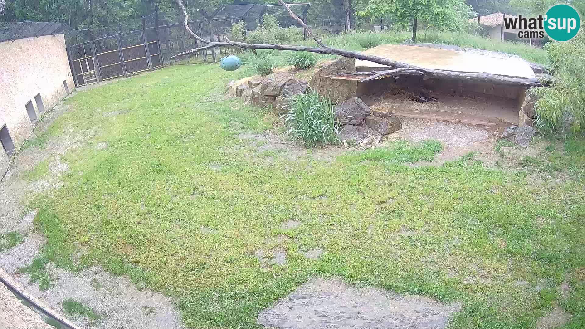 Löwe live Webcam im Zoo von Ljubljana – Slowenien
