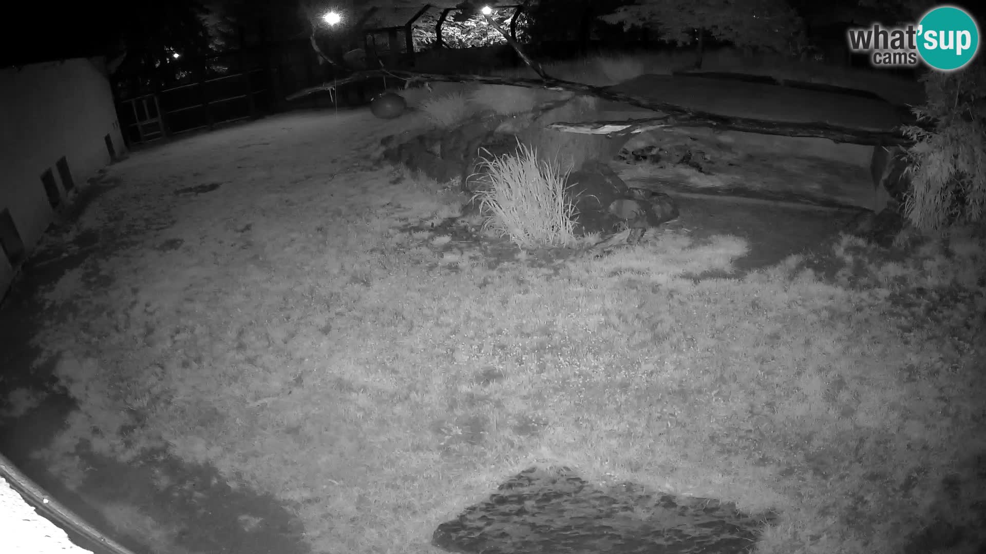 LEONE live Webcam nello zoo di Lubiana – Slovenia