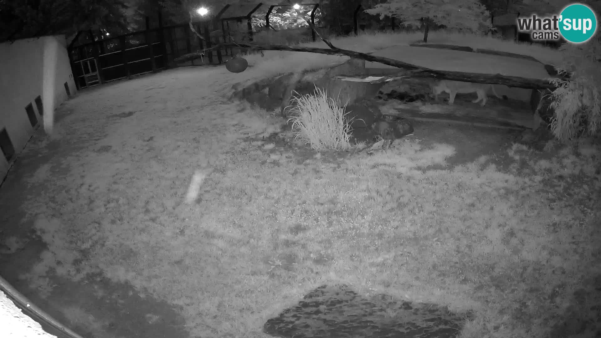 LION webcam en direct du zoo de Ljubljana – Slovénie
