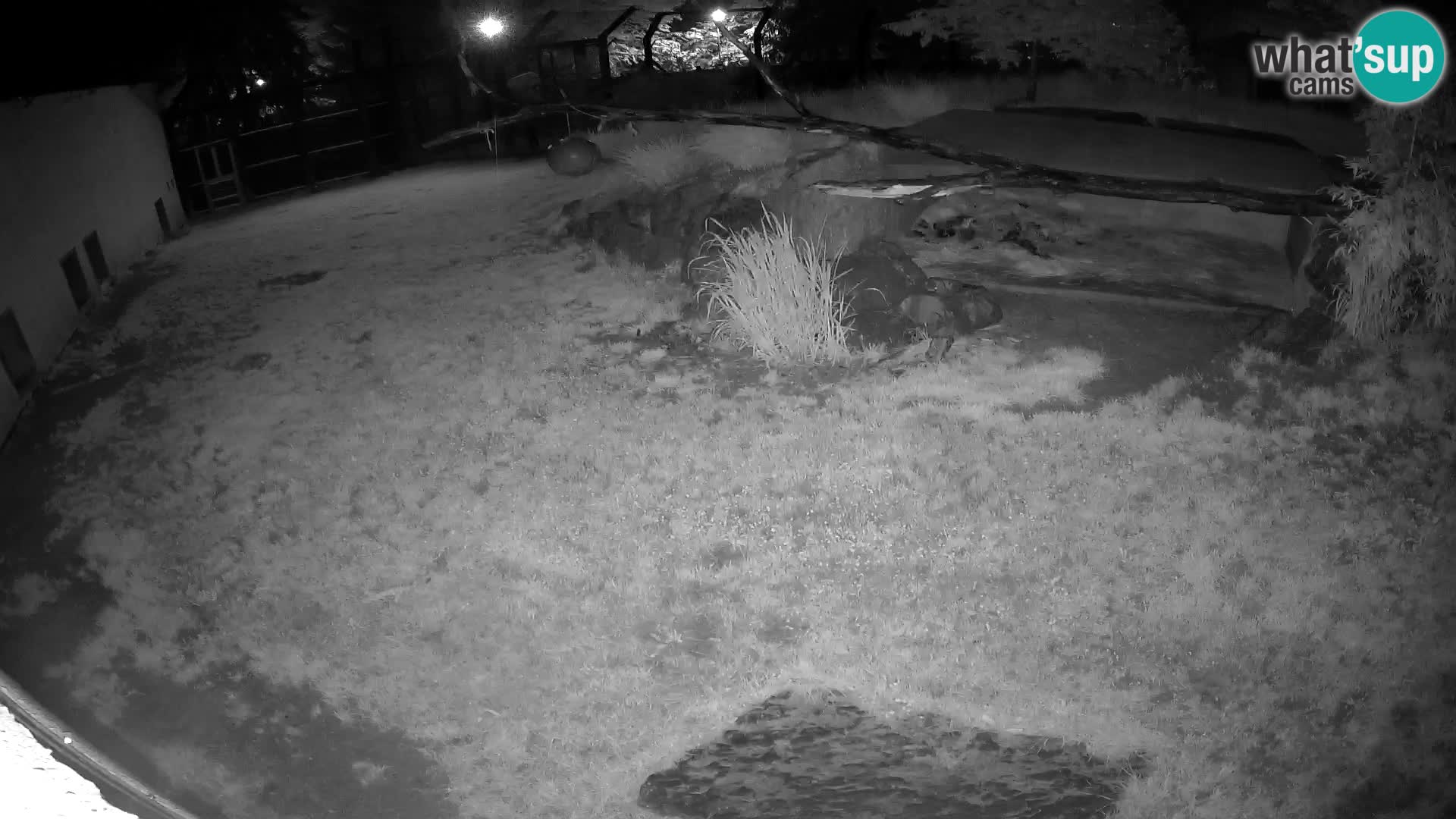 LION live Webcam in Ljubljana Zoo – Slovenia