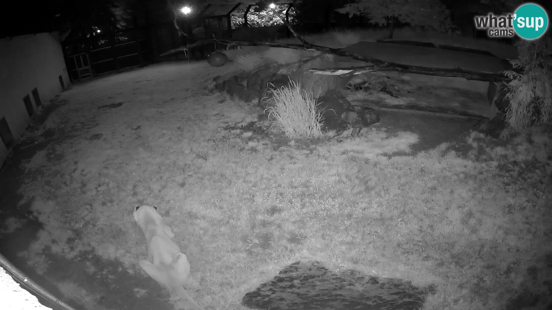 LEON Webcam en vivo en Ljubljana Zoo – Eslovenia