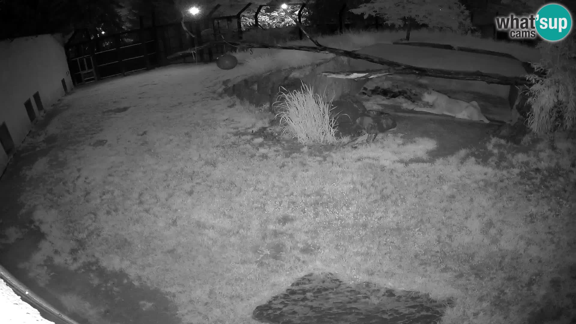 LION live Webcam in Ljubljana Zoo – Slovenia