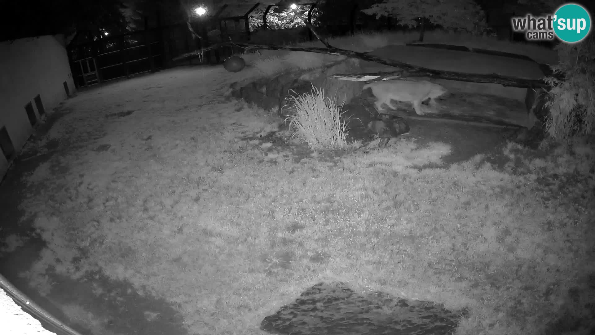 Löwe live Webcam im Zoo von Ljubljana – Slowenien