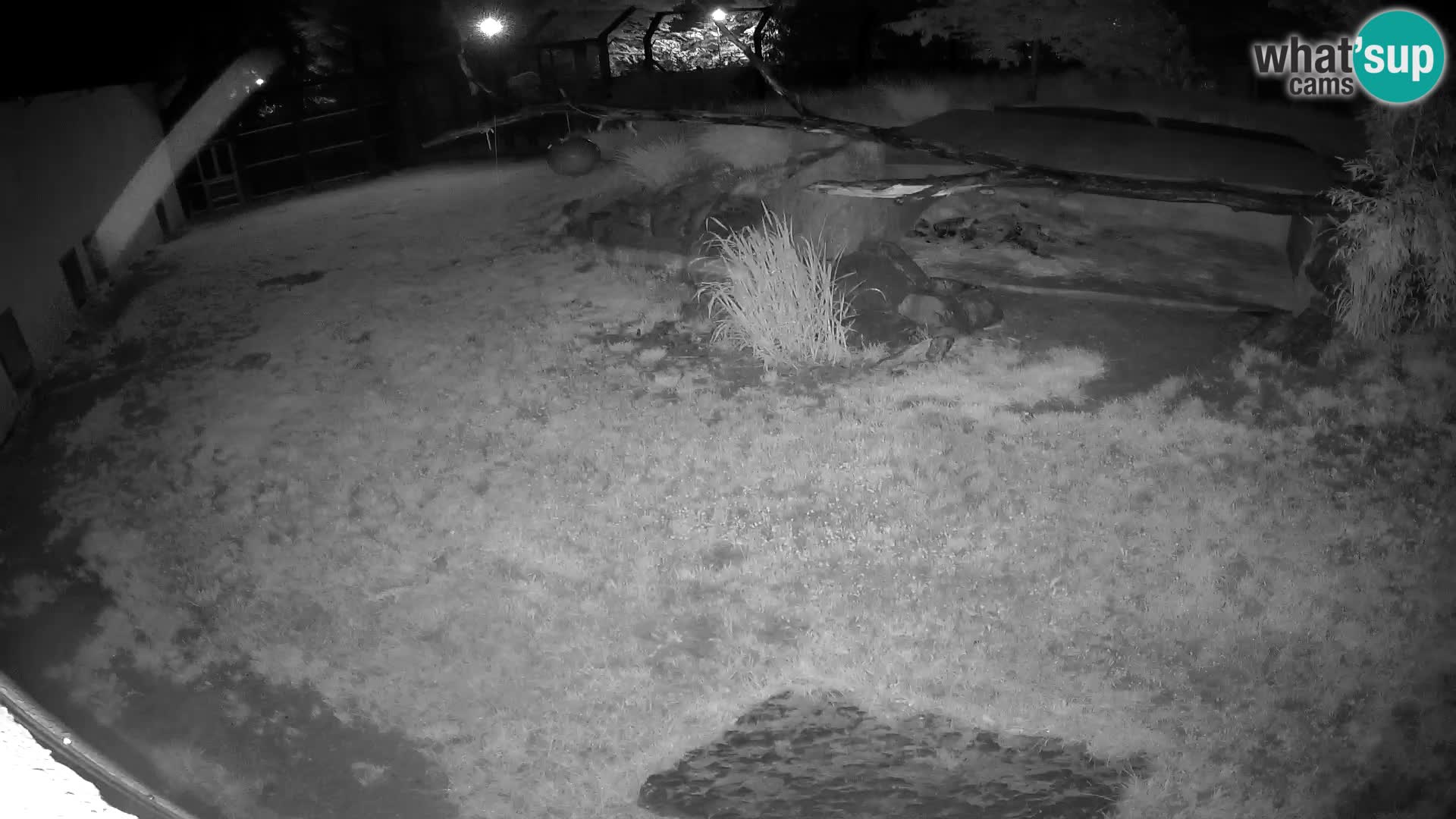 LEONE live Webcam nello zoo di Lubiana – Slovenia