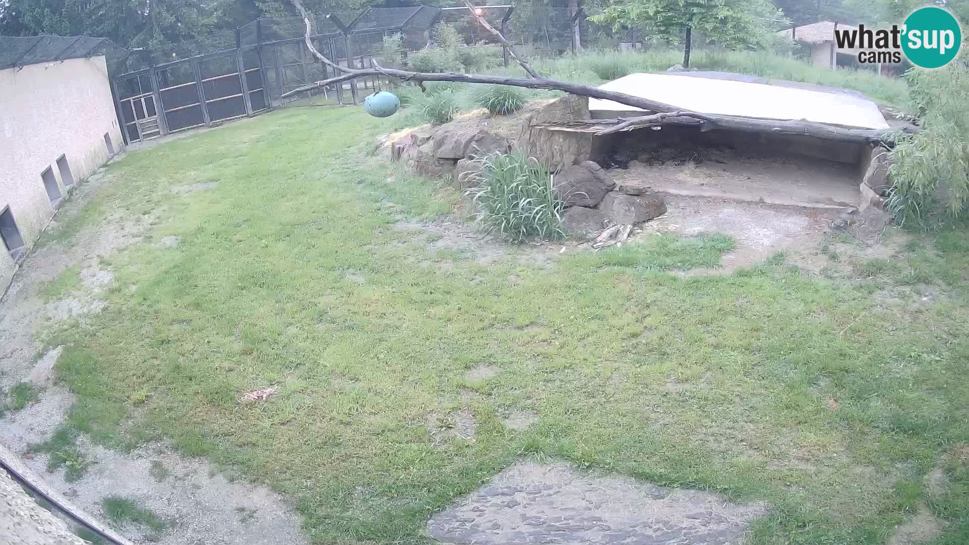 LEVI spletna kamera v živalskem vrtu Ljubljana Zoo