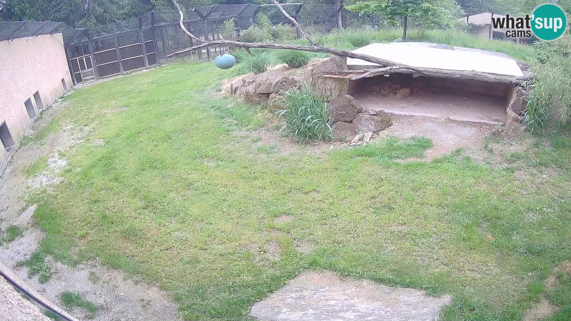 Lavovi web kamera uživo u ljubljanskom zoološkom vrtu – Slovenija