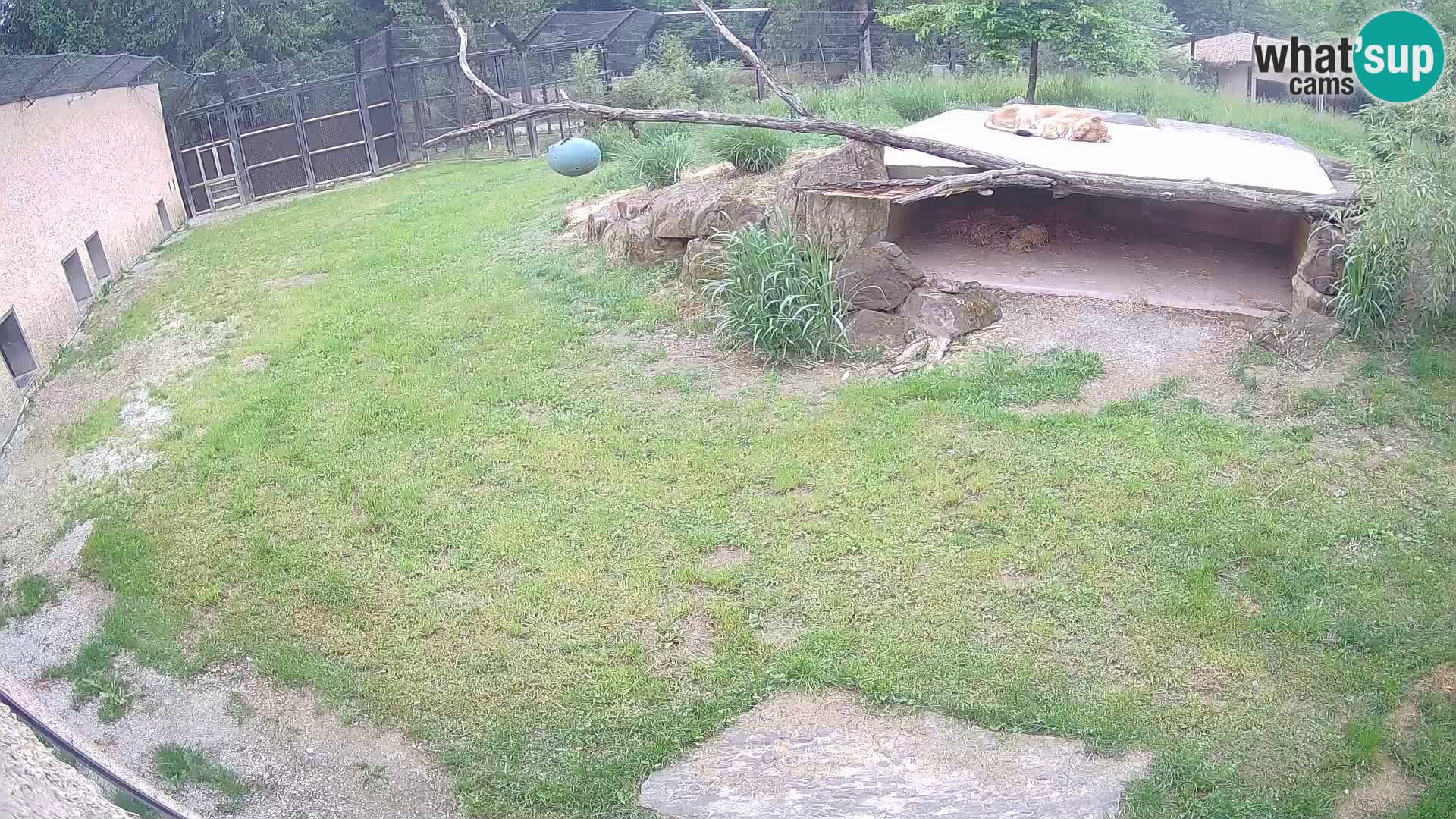 LEONE live Webcam nello zoo di Lubiana – Slovenia