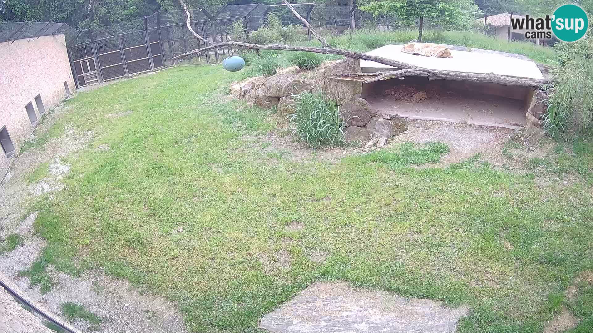 Lavovi web kamera uživo u ljubljanskom zoološkom vrtu – Slovenija