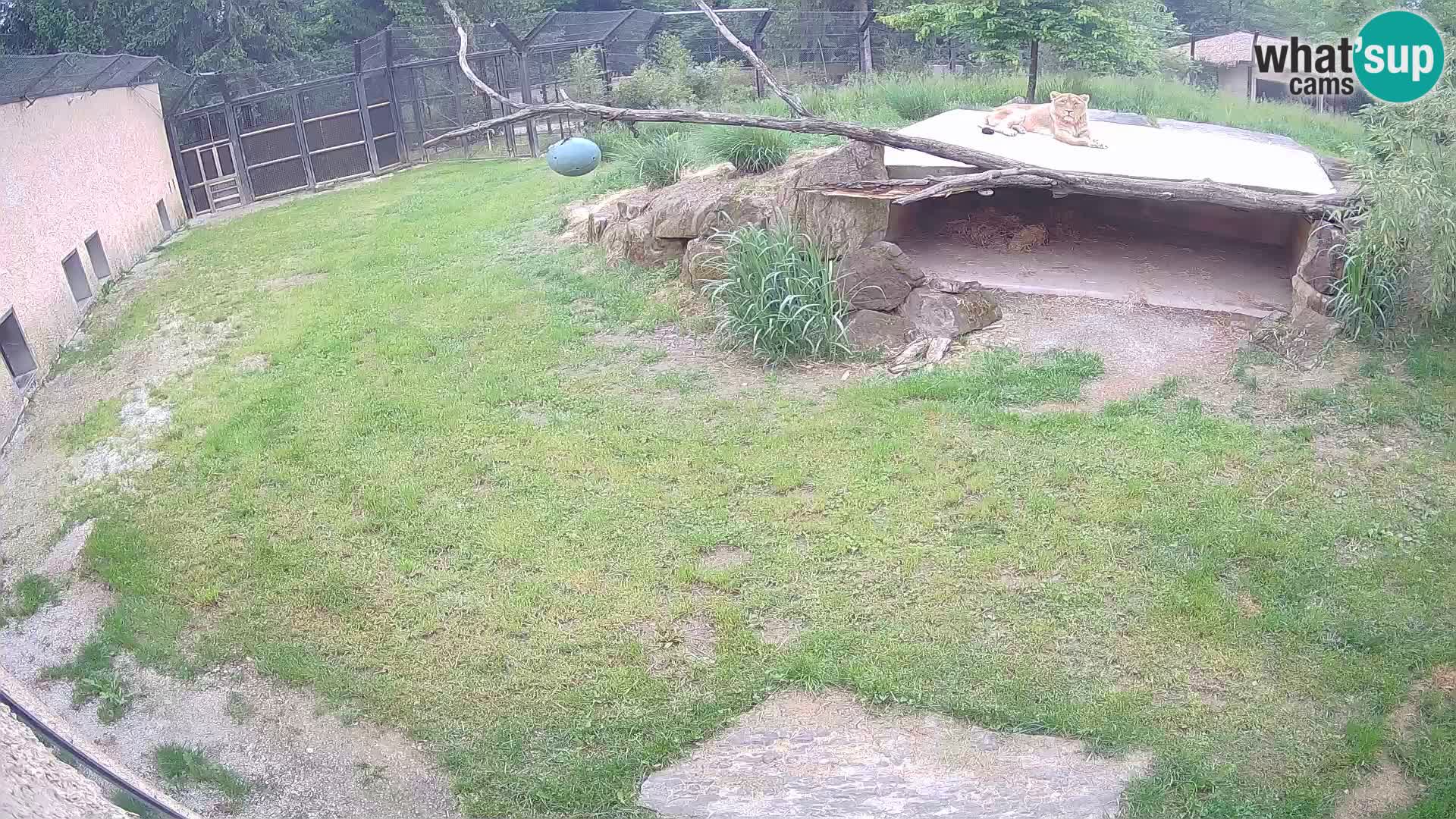 LEVI spletna kamera v živalskem vrtu Ljubljana Zoo