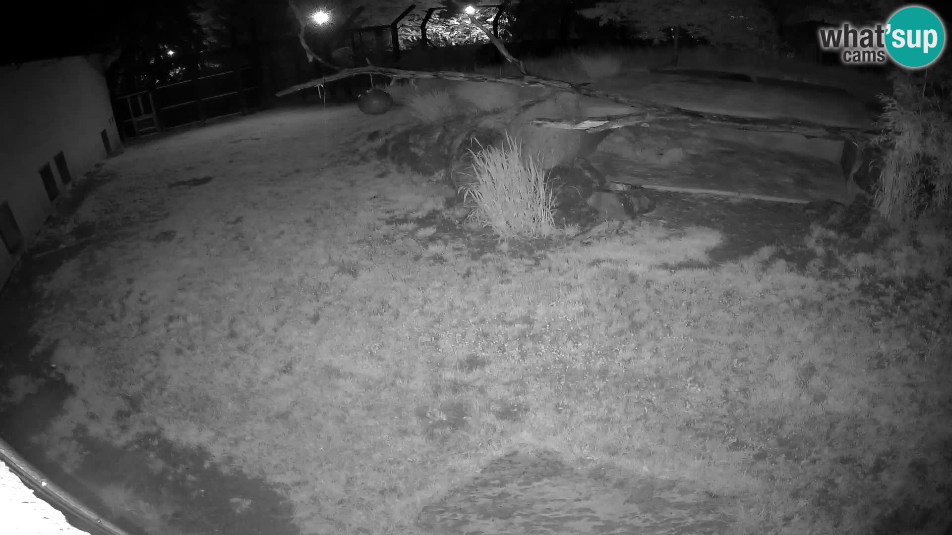 LEONE live Webcam nello zoo di Lubiana – Slovenia