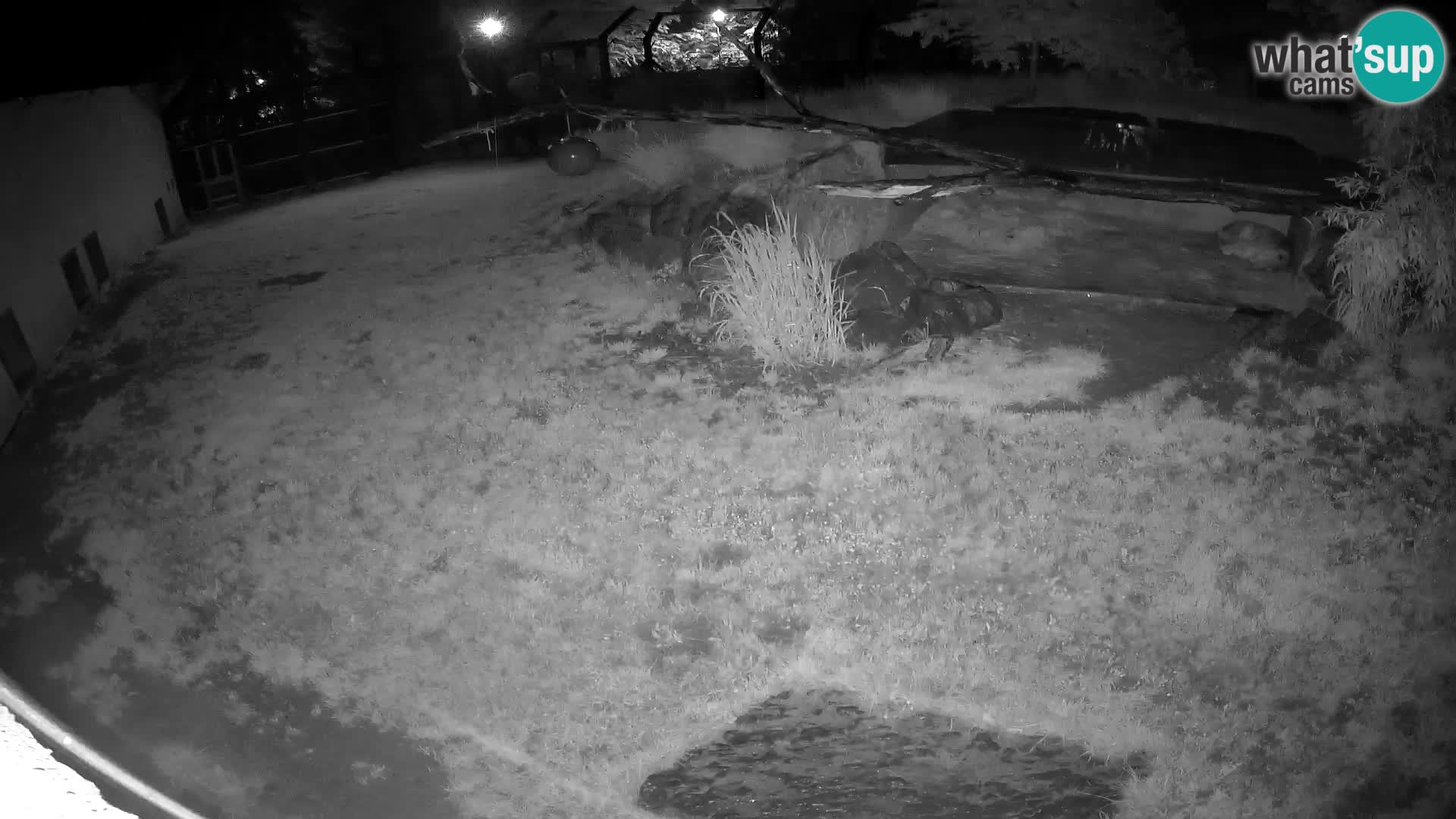 LION live Webcam in Ljubljana Zoo – Slovenia